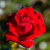 Crimson Bouquet™ Bare Root Rose Bush