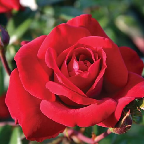 Crimson Bouquet™ Bare Root Rose Bush
