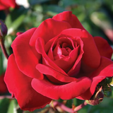 Crimson Bouquet™ Bare Root Rose Bush
