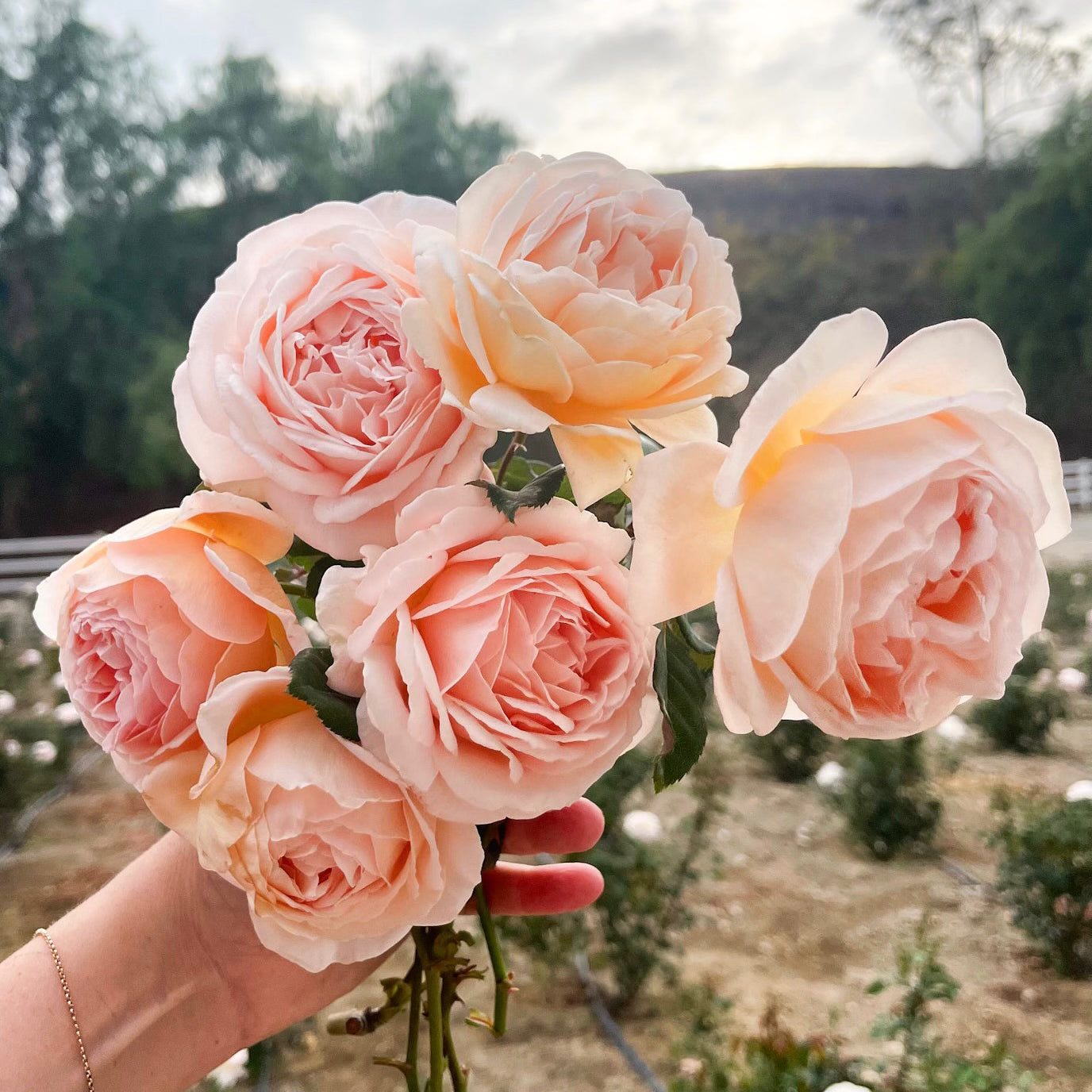 David Austin® Crown Princess Margareta® Potted Rose Bush