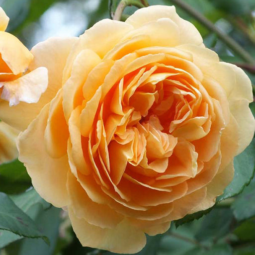 David Austin® Crown Princess Margareta® Potted Climbing Rose
