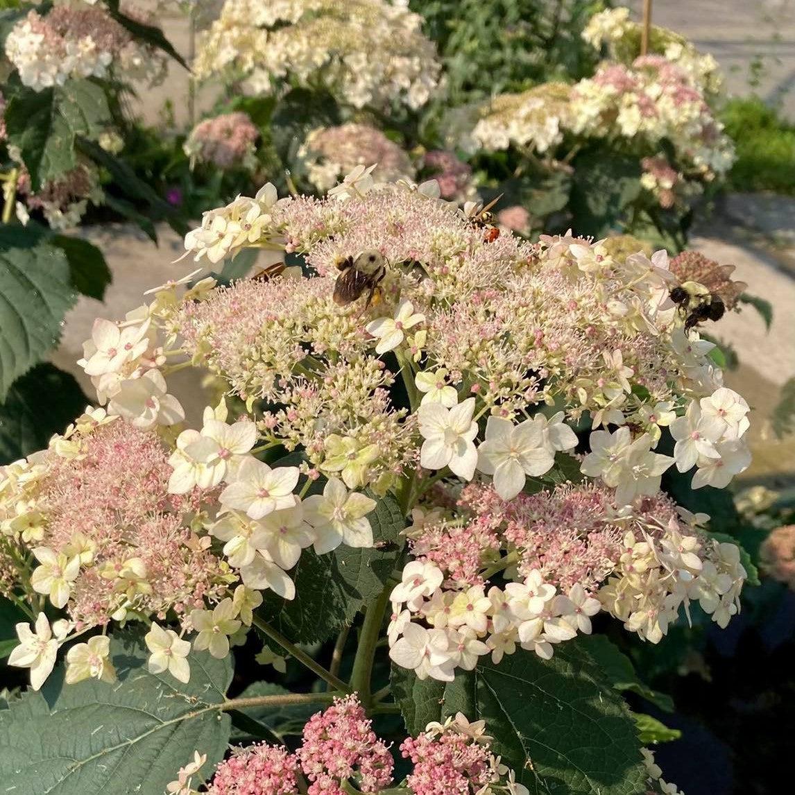 Hydrangea Pinky Pollen Ring™ Potted Hydrangea Plant