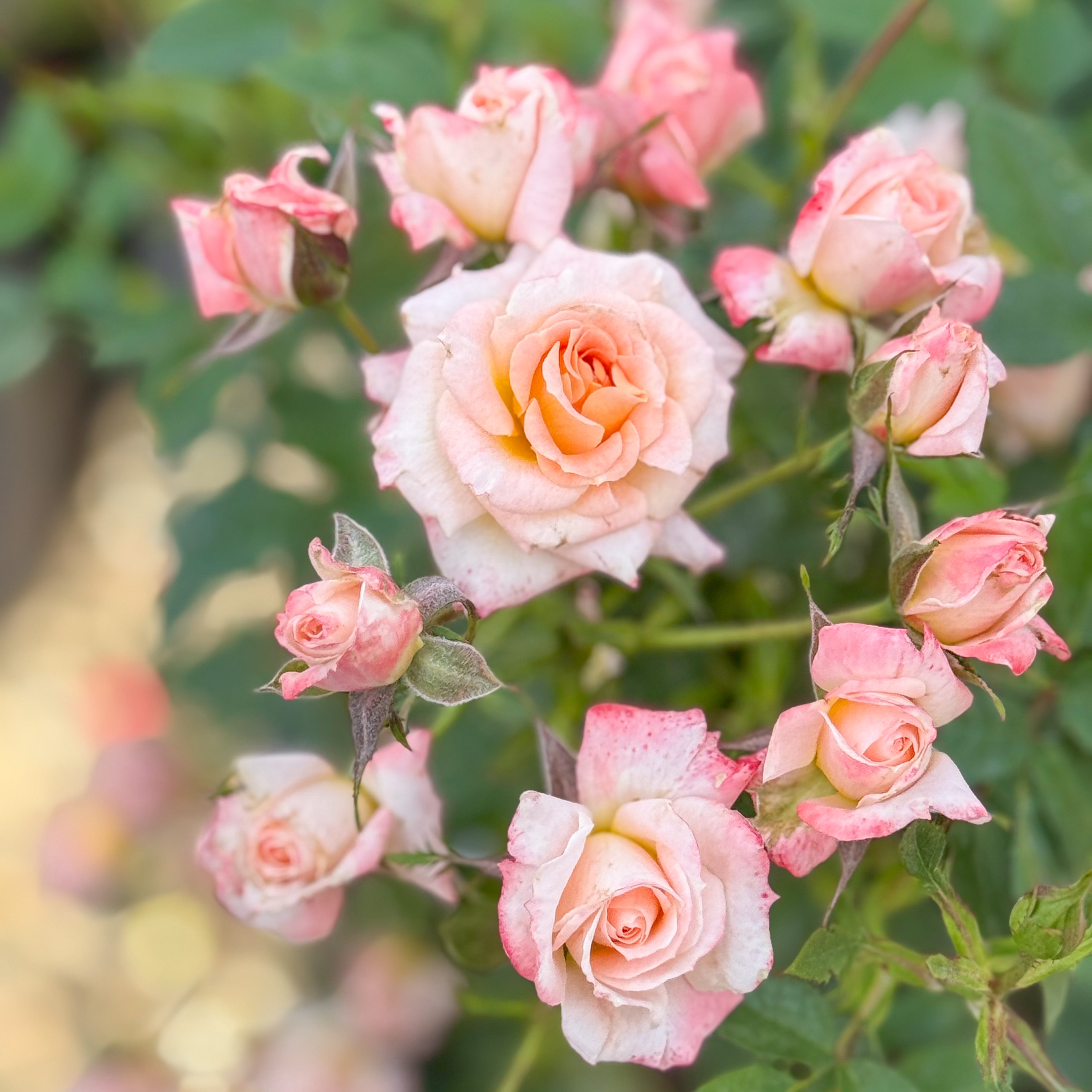 Cutie Pie™ Potted Rose Bush
