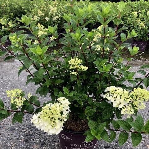 Hydrangea First Editions® Strawberry Sundae® Potted Hydrangea Plant