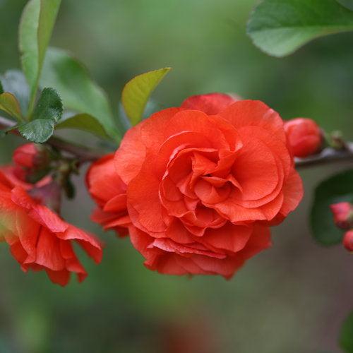 Chaenomeles speciosa 'Orange Storm' USPP 20,950 - PW® Double Take™ Orange Flowering Quince