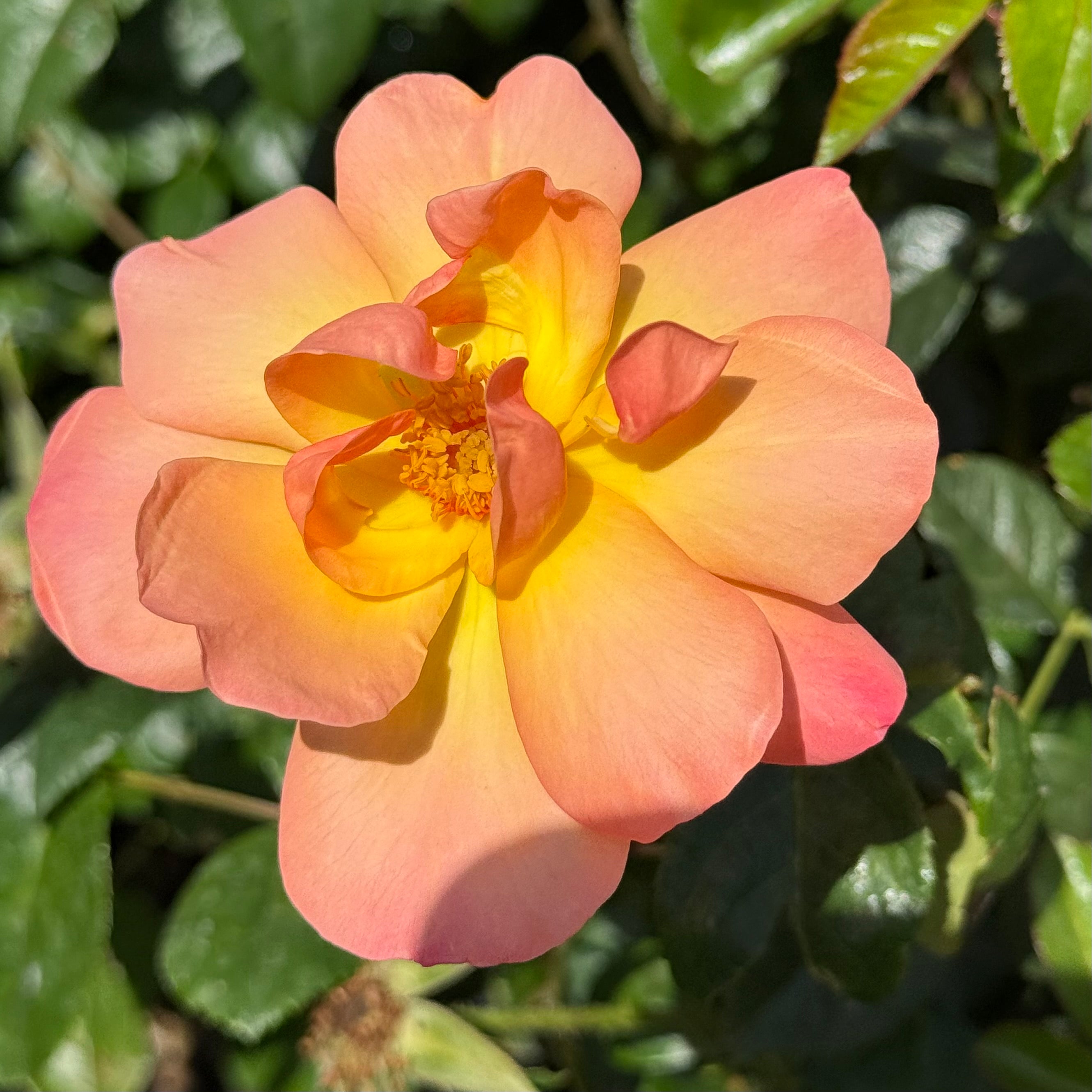 Bright and Shiny™ Bare Root Rose Bush