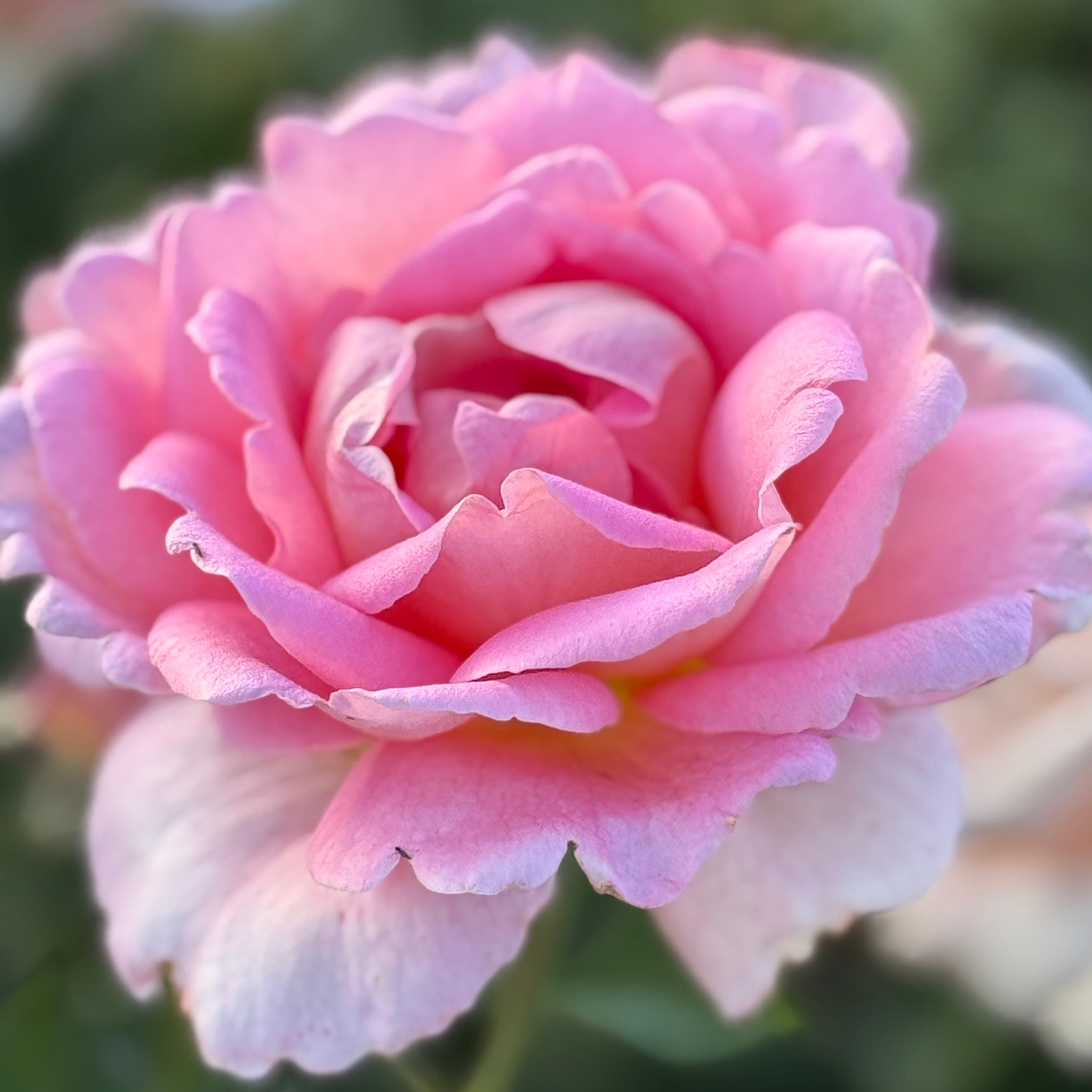 Tiffany Potted Rose Bush