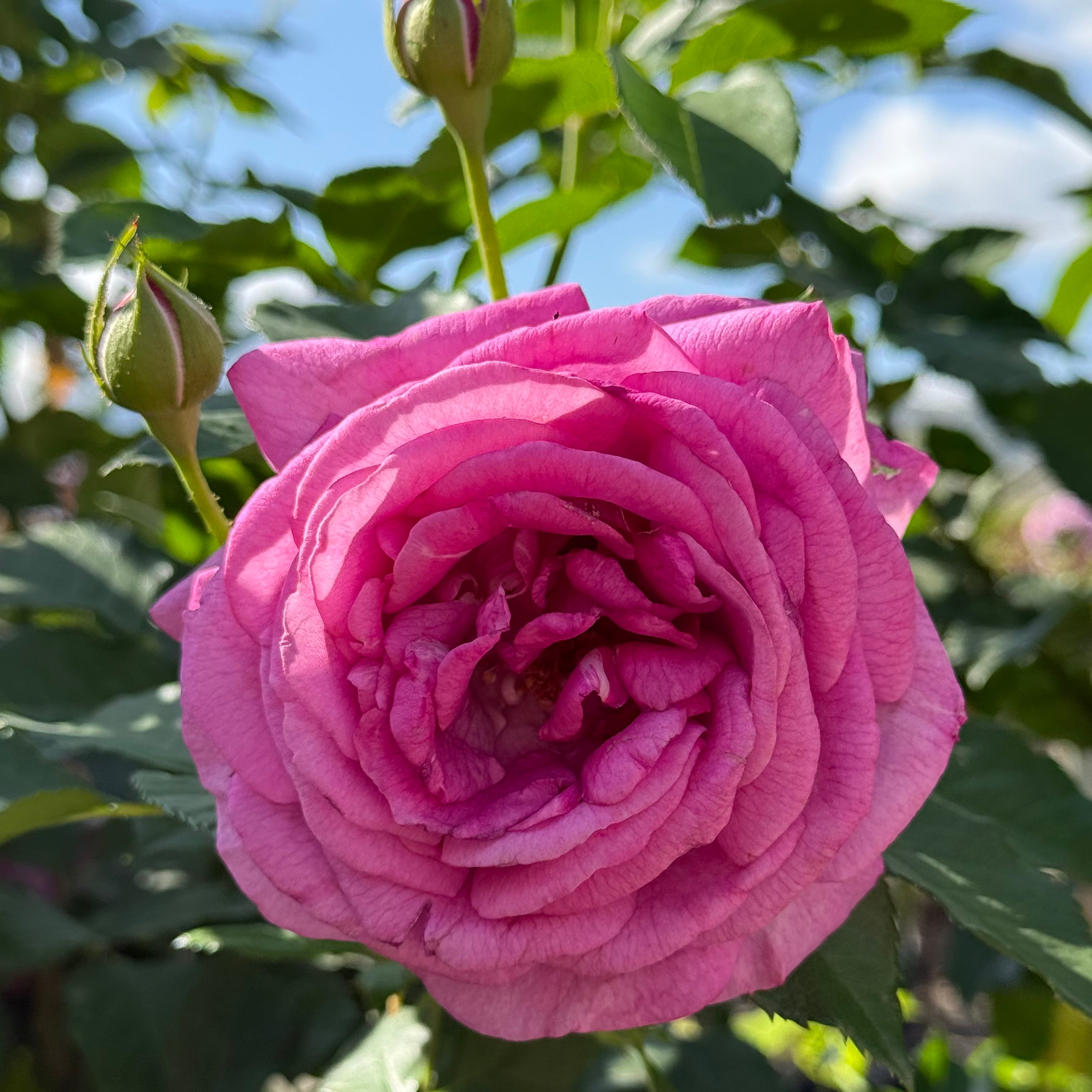 Sweet Madame Blue™ Bare Root Rose Bush