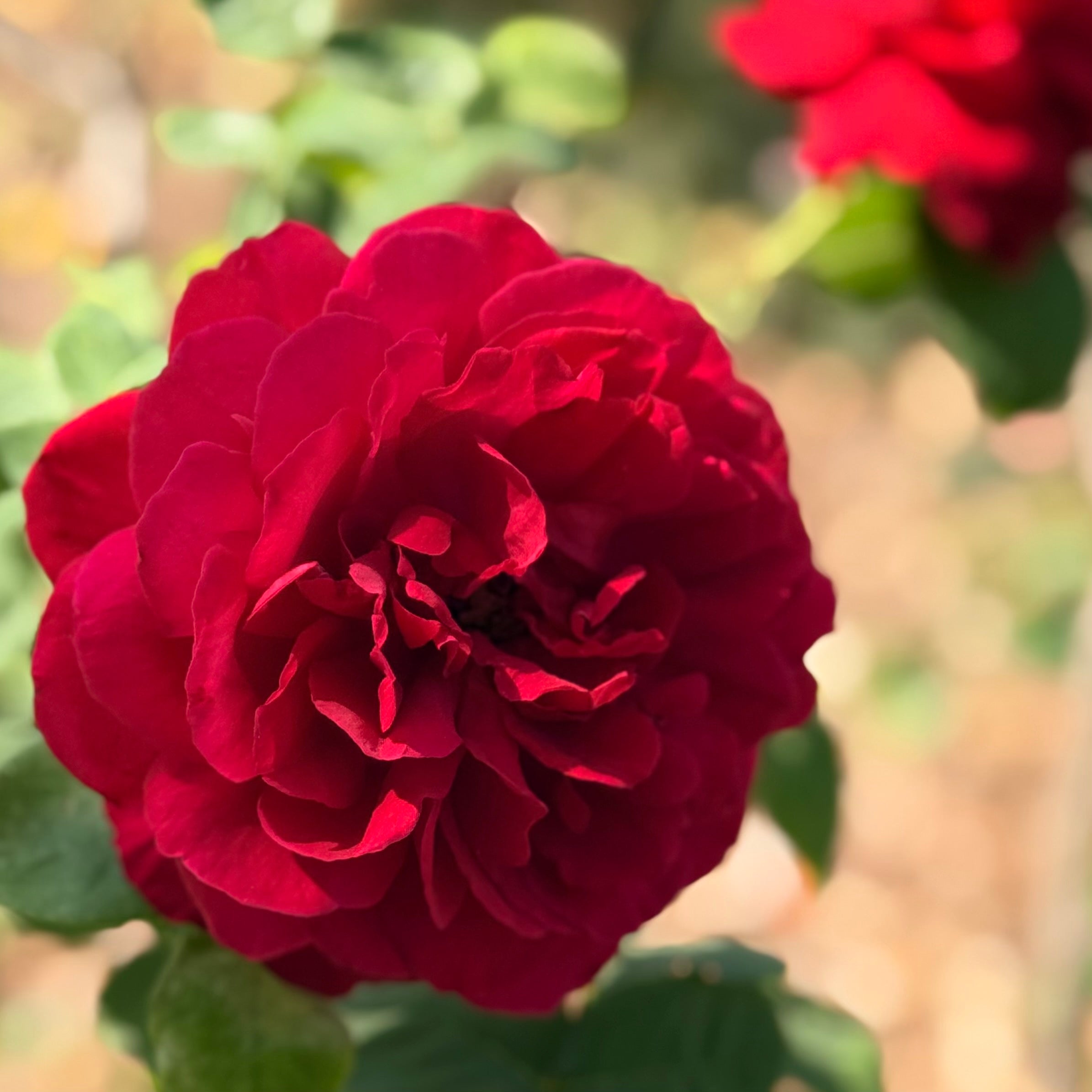 David Austin® L.D. Braithwaite® Potted Rose Bush