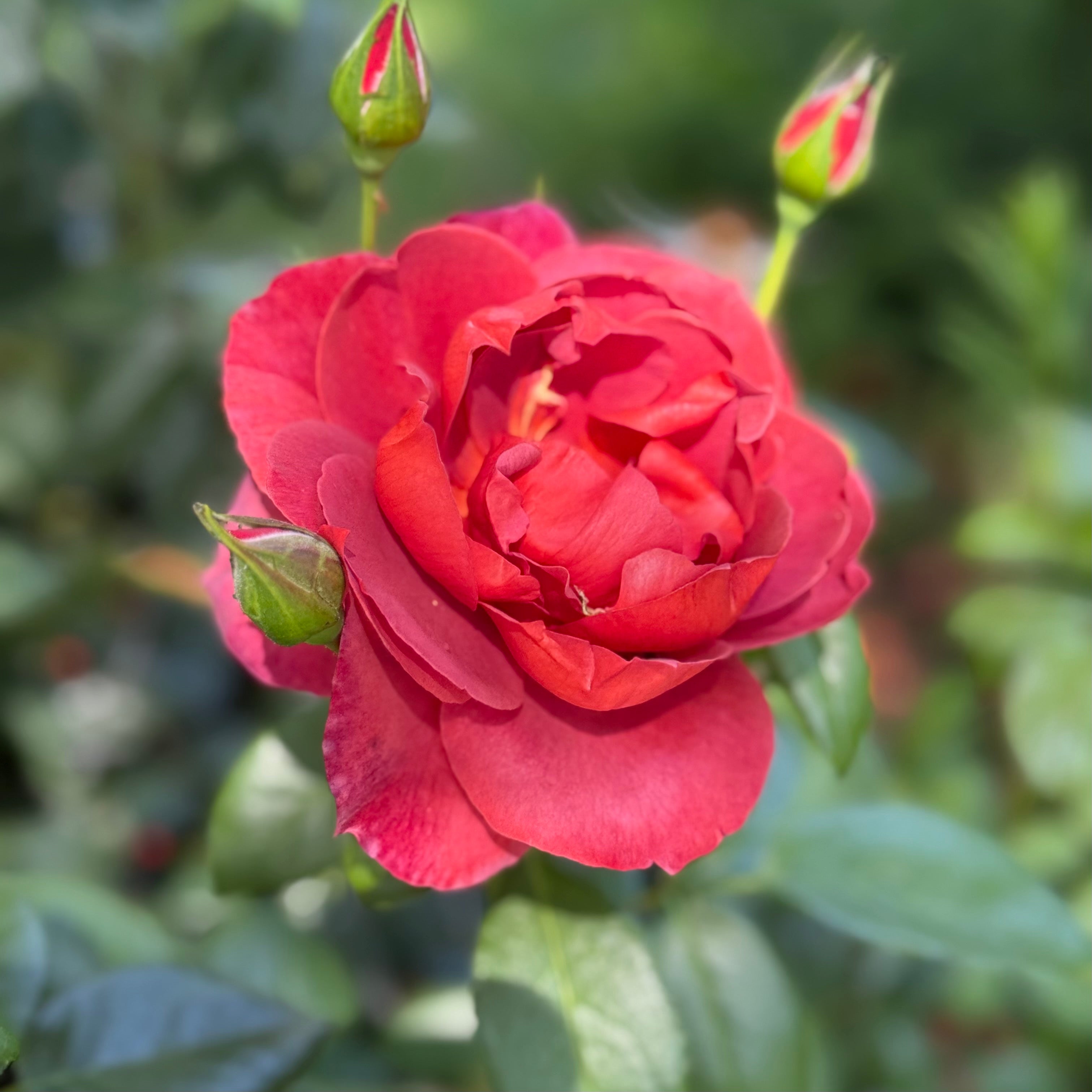 Hot Cocoa™ Potted Rose Bush