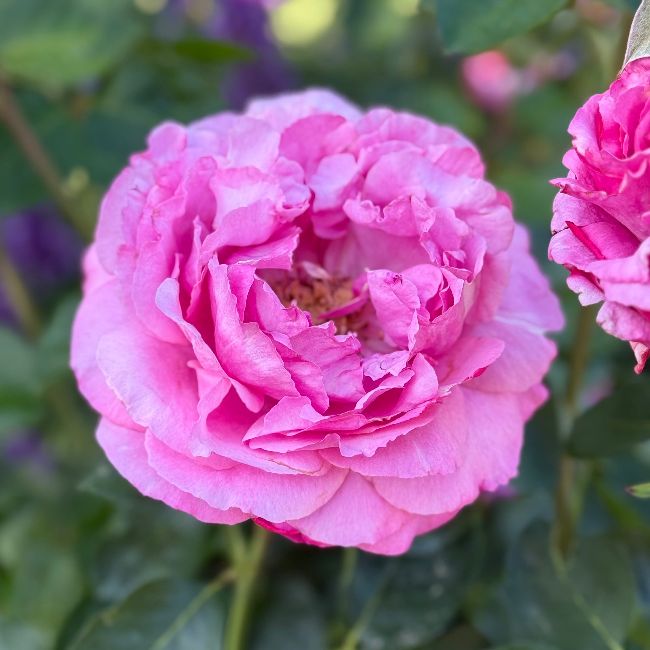 Yves Piaget® Potted Rose Bush