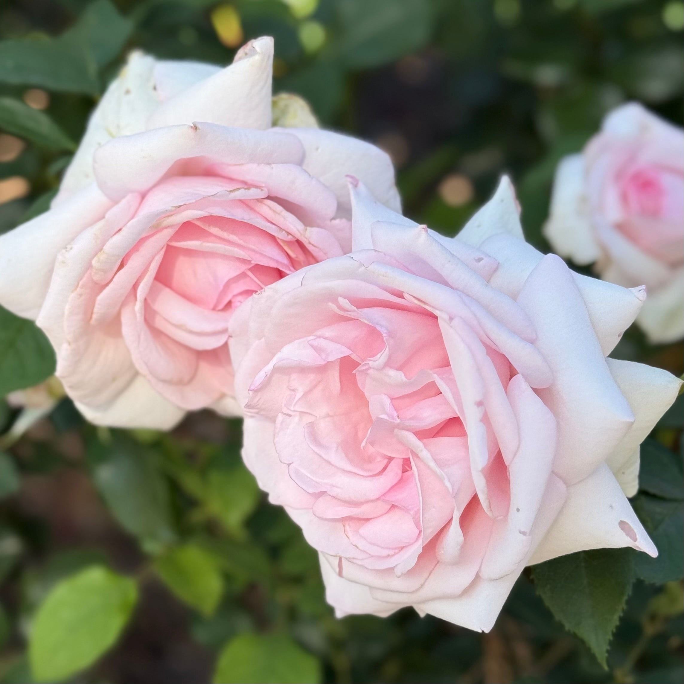 Meredith™ Potted Rose Bush