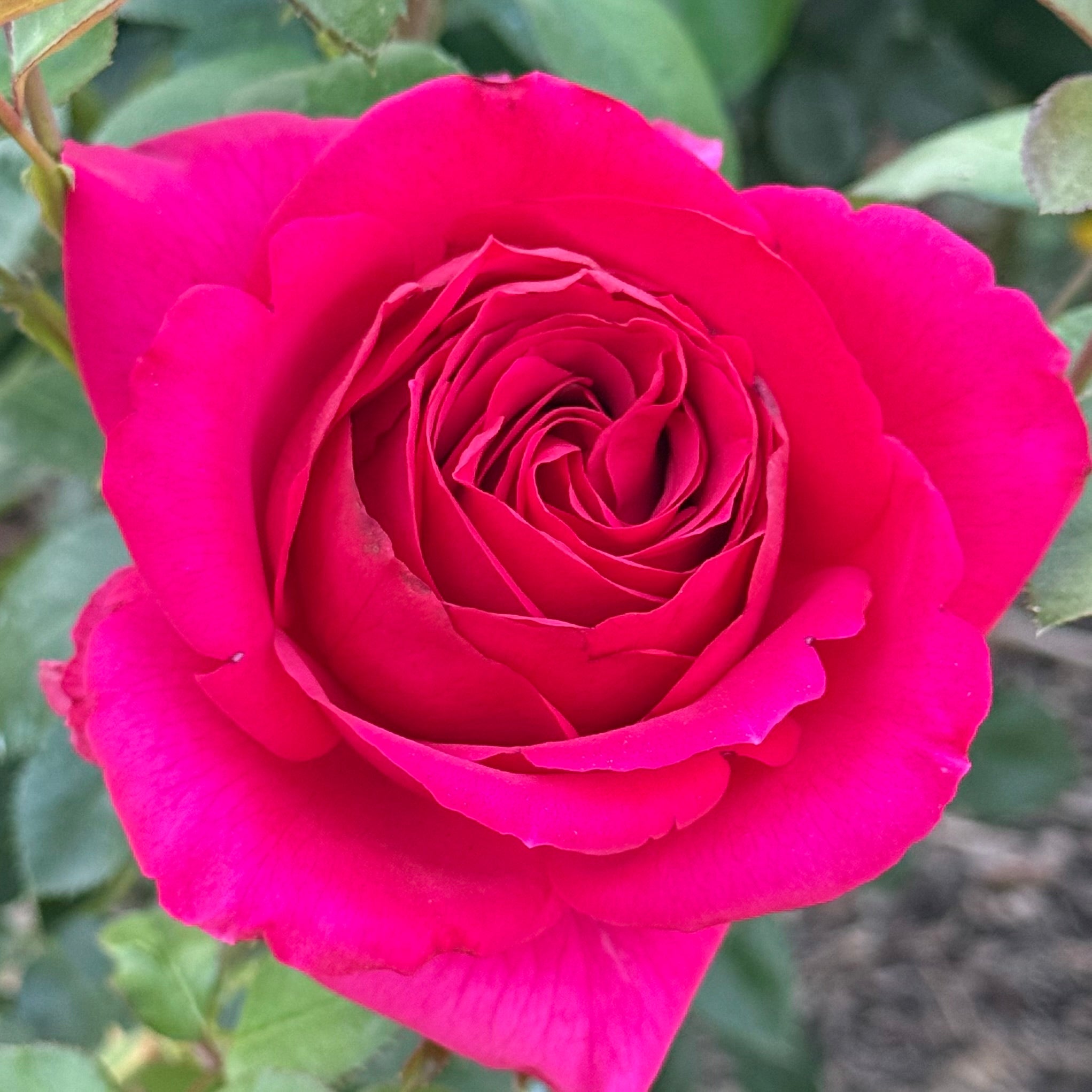 Voluptuous! Potted Rose Bush