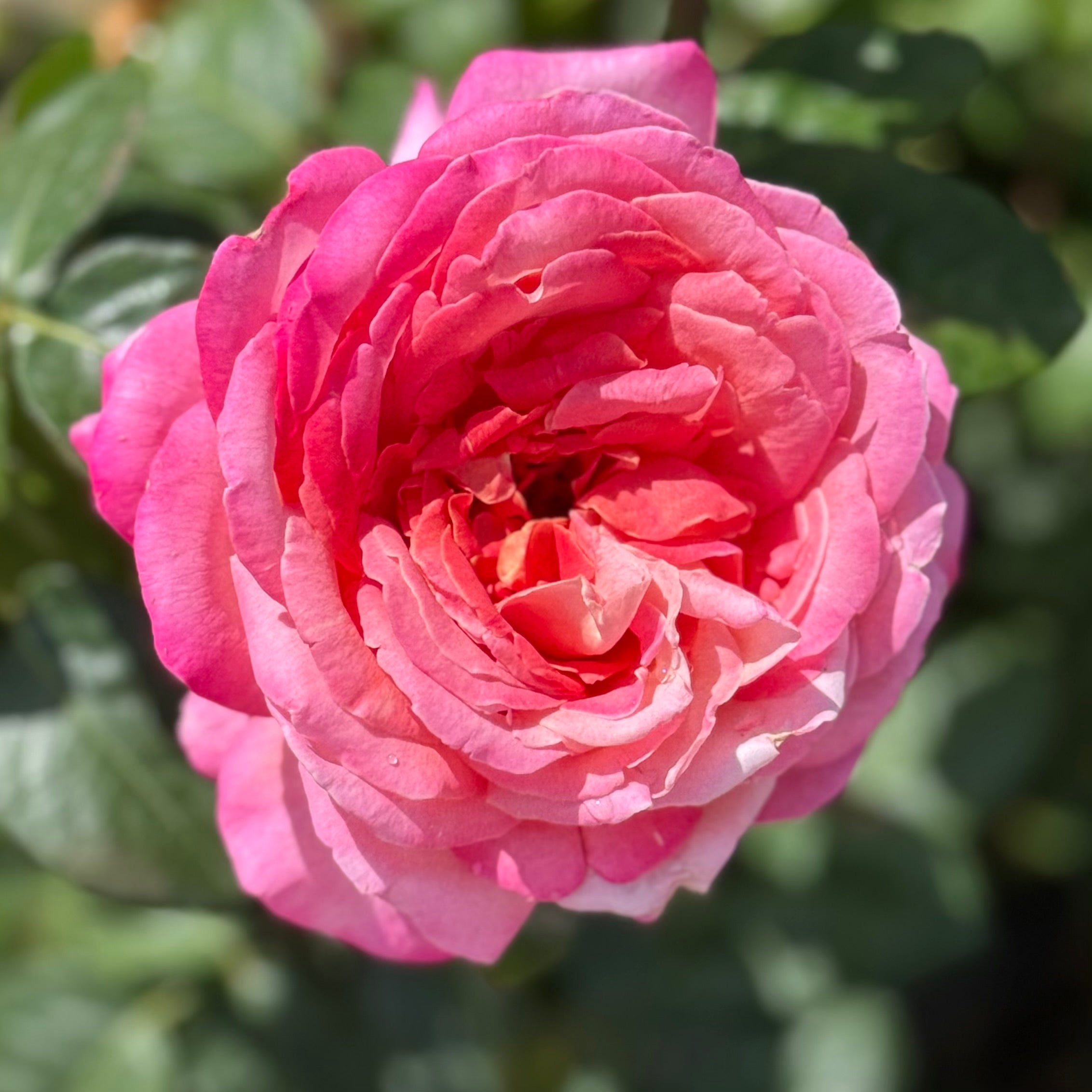 Chicago Peace™ Potted Rose Bush