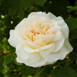Fairytale Roses® Kosmos® Bare Root Rose Bush
