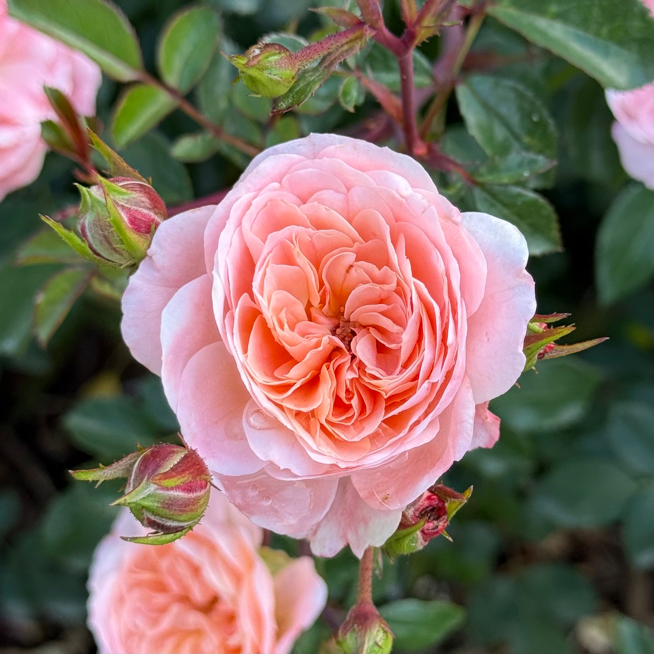 Peach Drift® Potted Rose Bush