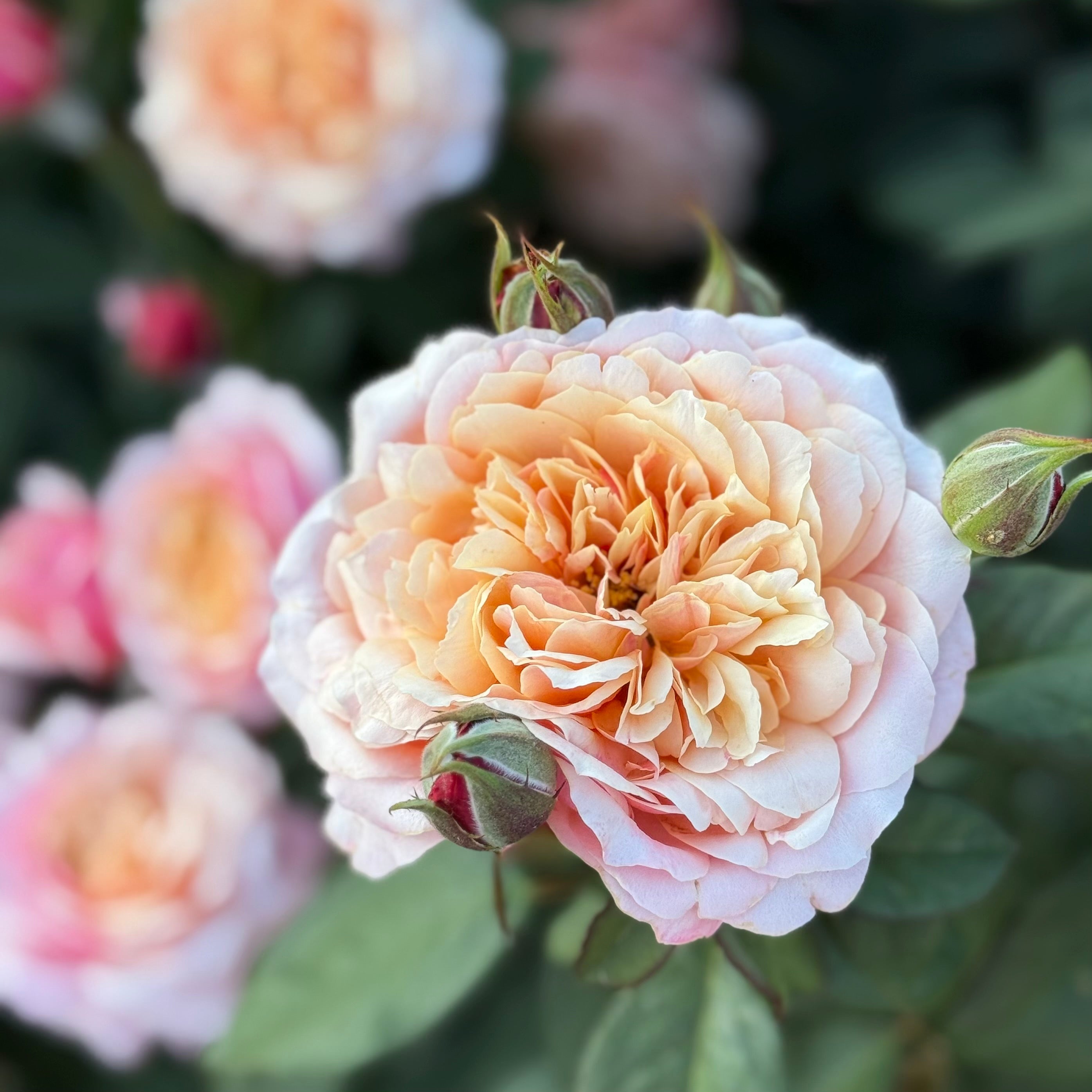 State of Grace ™ Potted Rose Bush