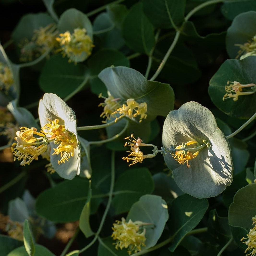 Honeysuckle Kintzley's Ghost® Potted Honeysuckle Plant