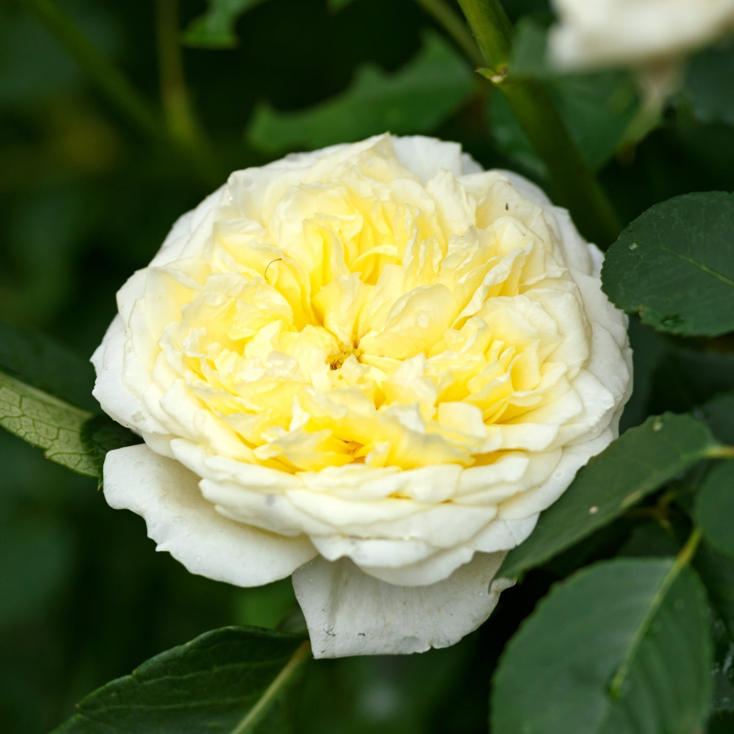 David Austin® The Pilgrim® Potted Rose Bush