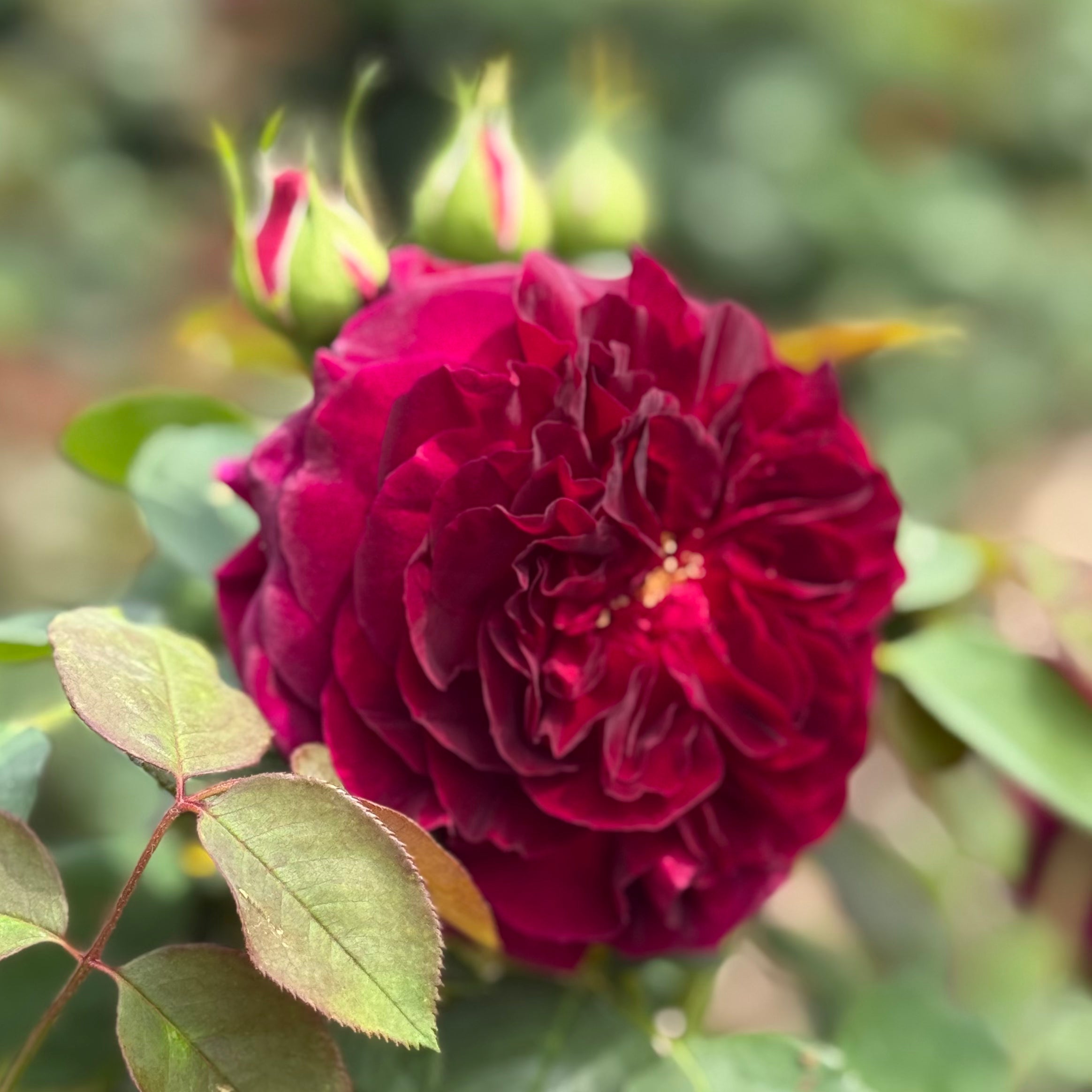 David Austin® Munstead Wood® Potted Rose Bush
