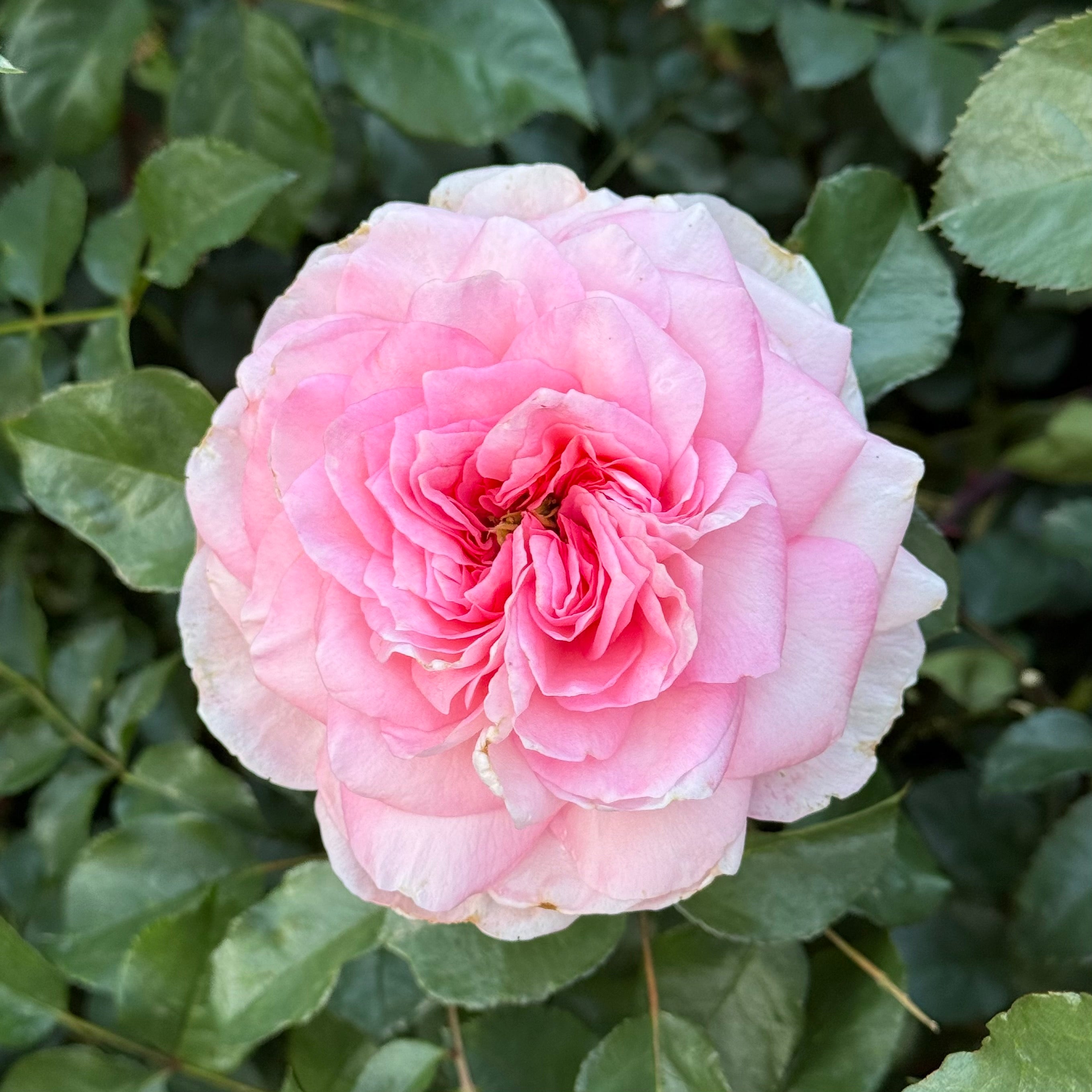 Sunbelt® Savannah™ Potted Rose Bush
