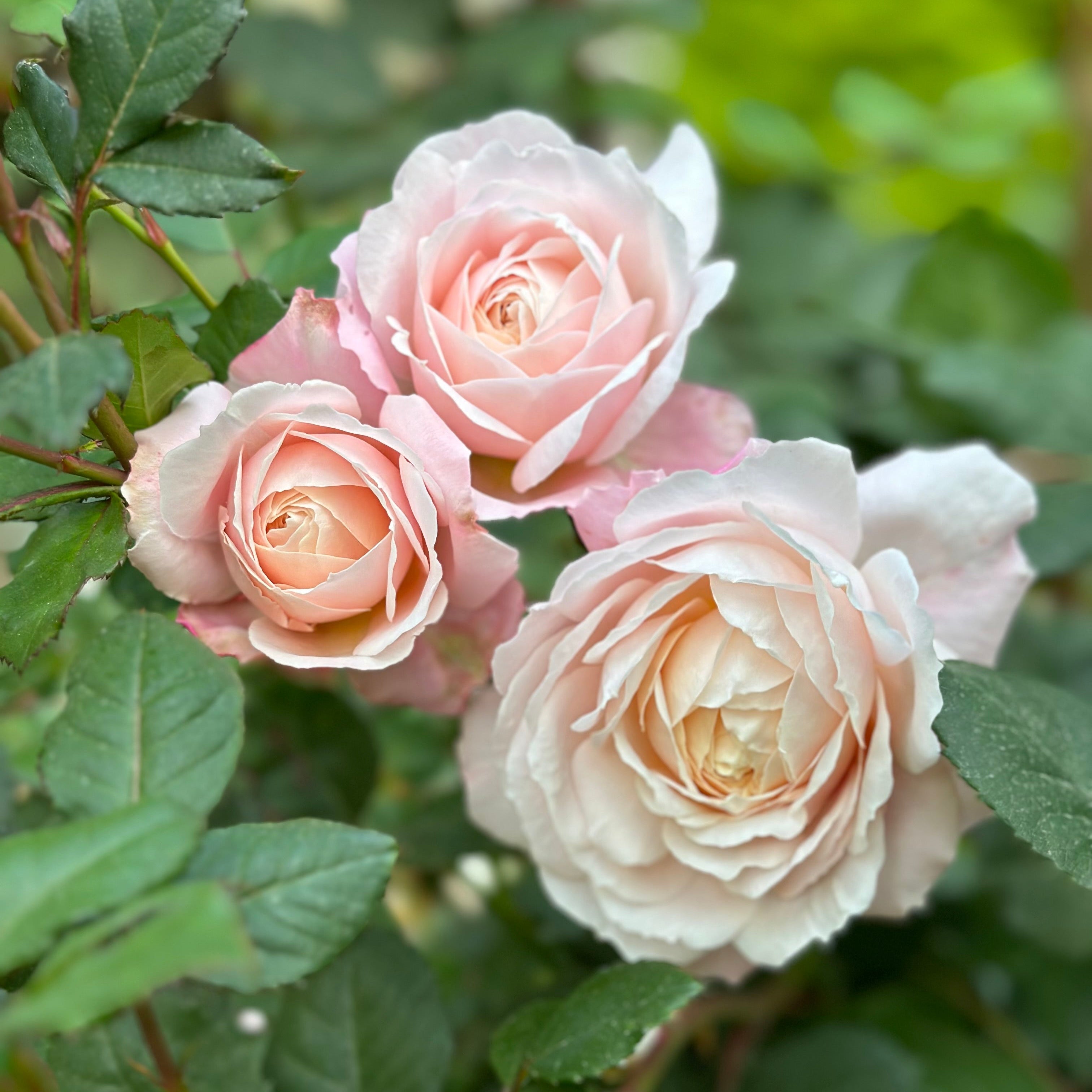 David Austin ® Crocus Rose Potted Rose Bush