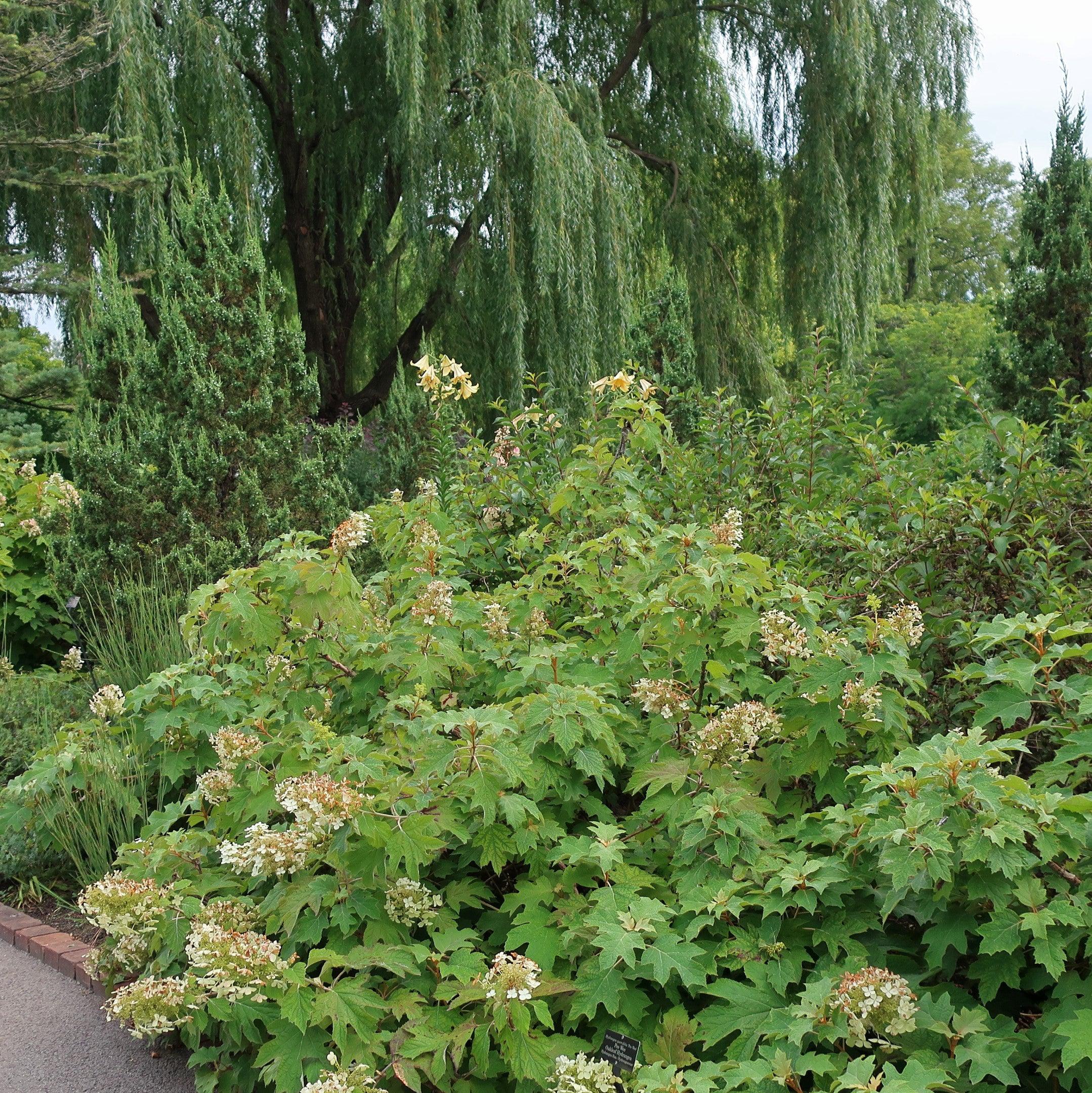 Hydrangea Alice Potted Oakleaf Hydrangea Bush