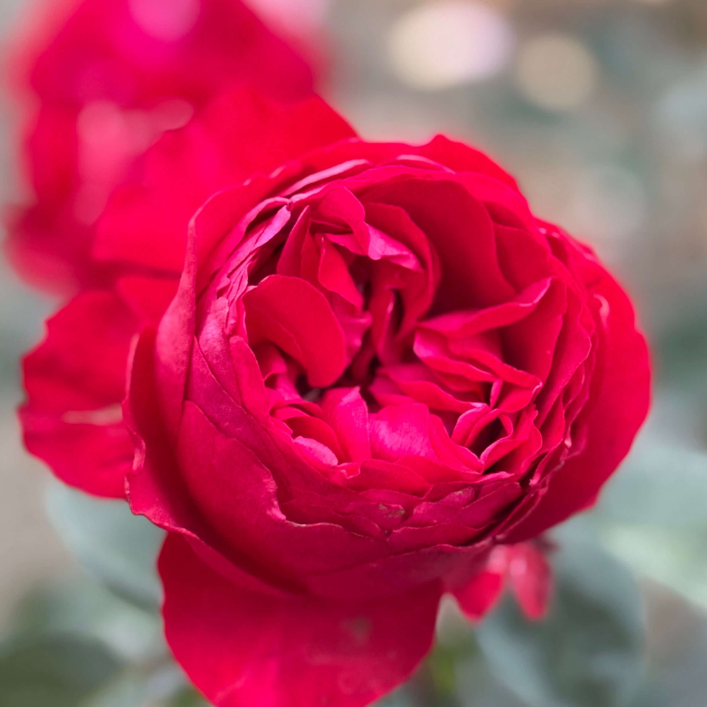 Tiamo™ Potted Rose Bush