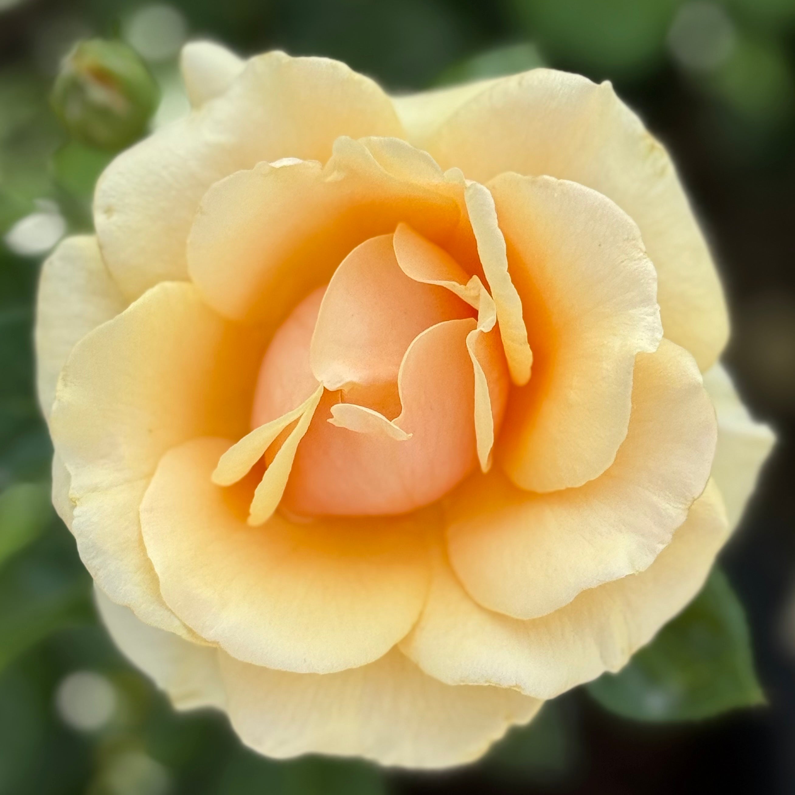 St Tropez™ Potted Rose Bush