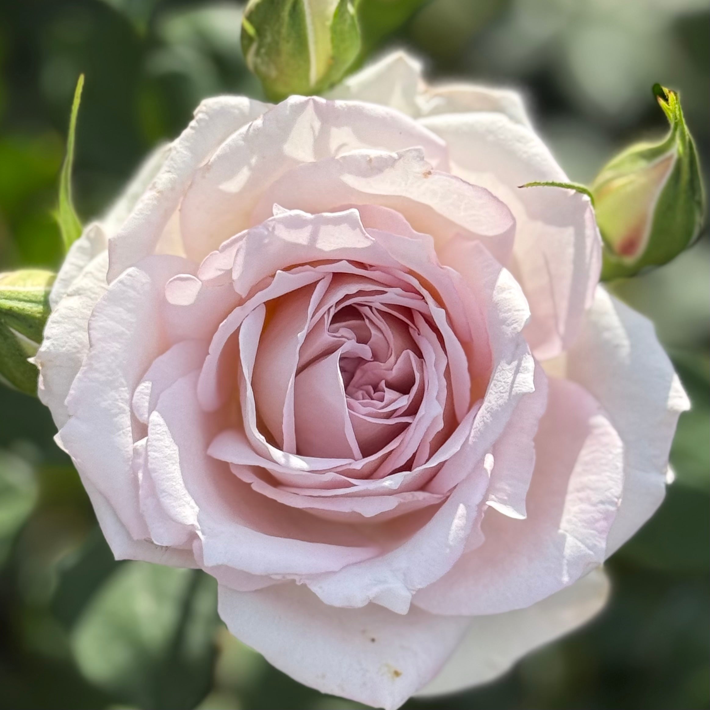 Silver Lining™ Potted Rose Bush
