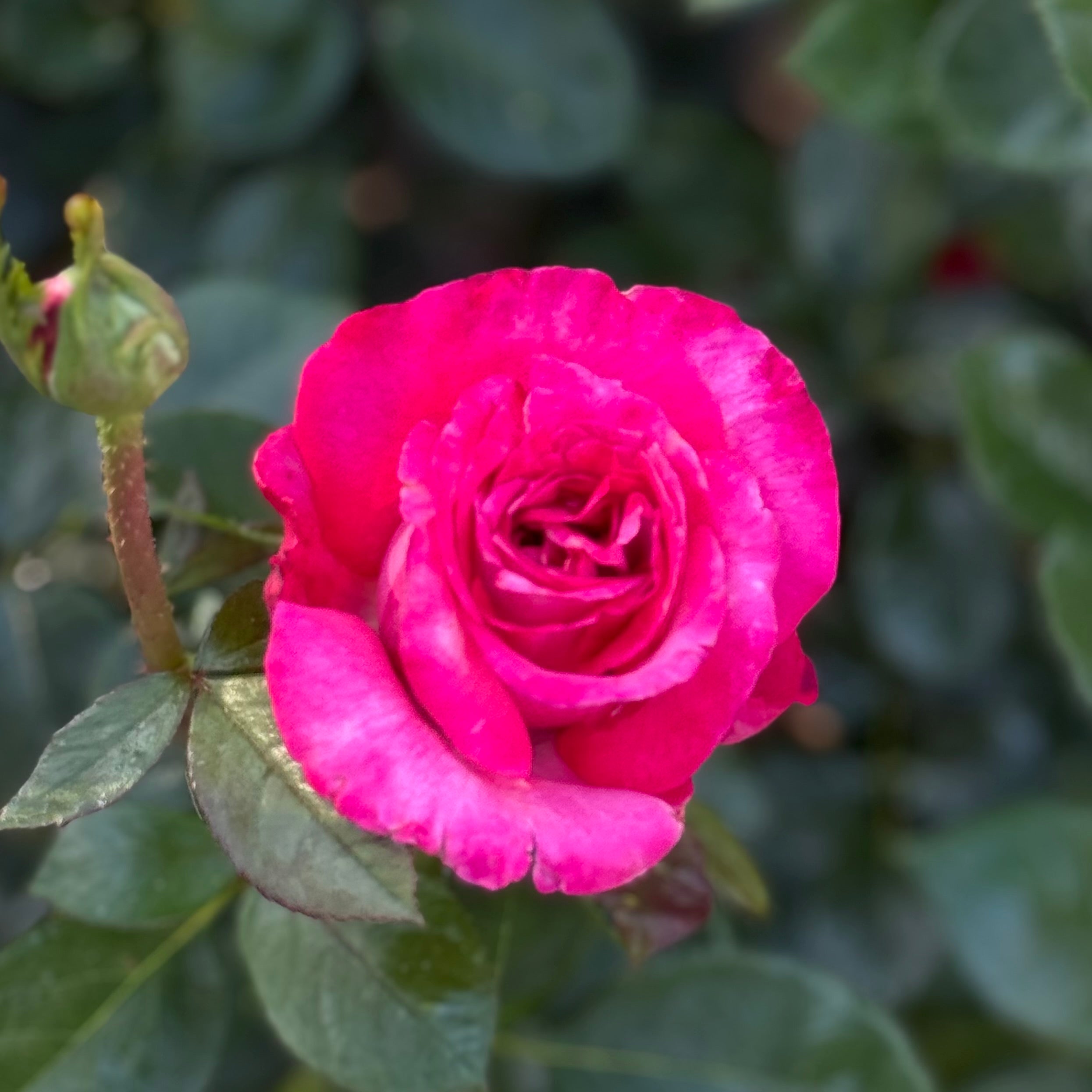 Big Momma™ Potted Rose Bush