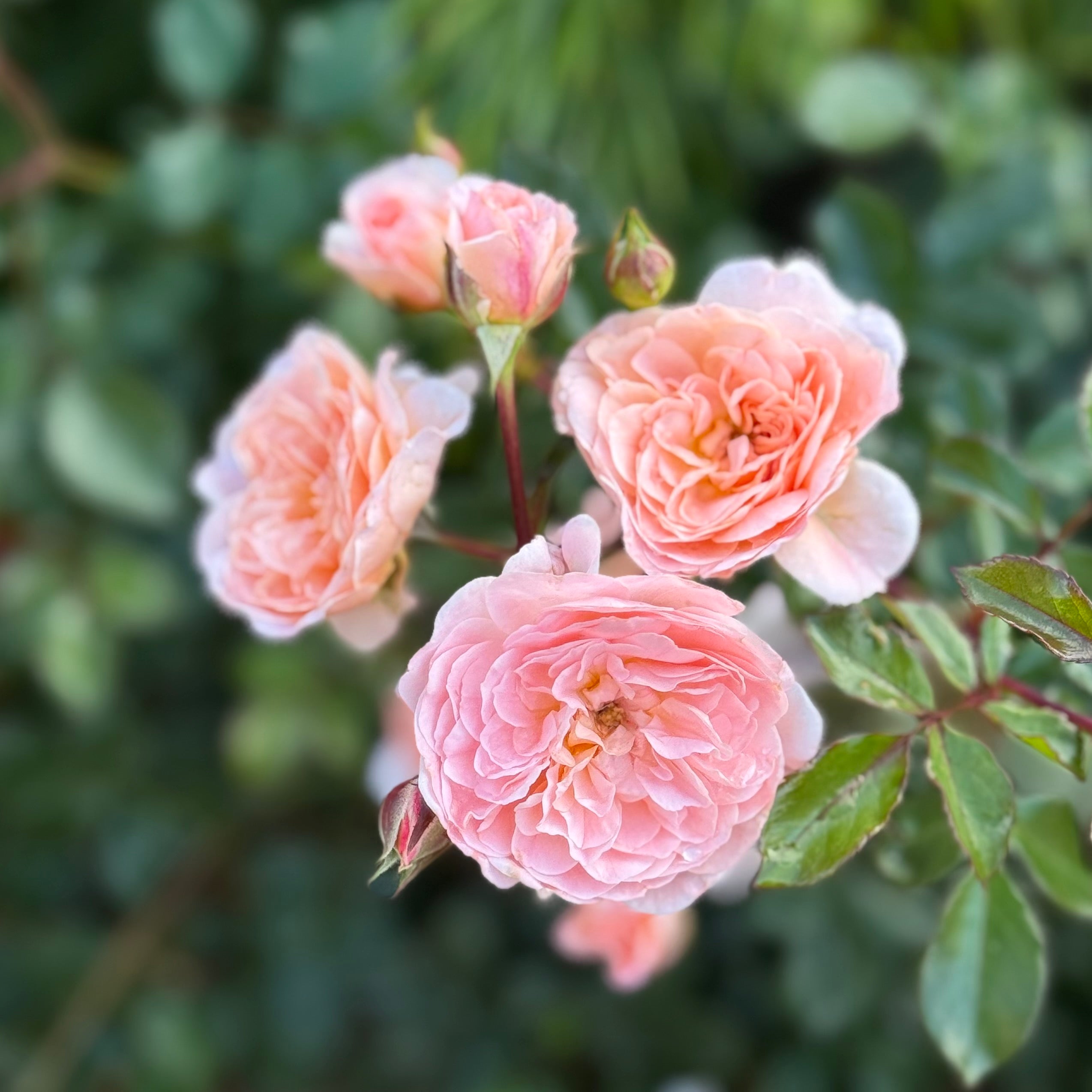 Peach Drift ® Potted Rose Bush