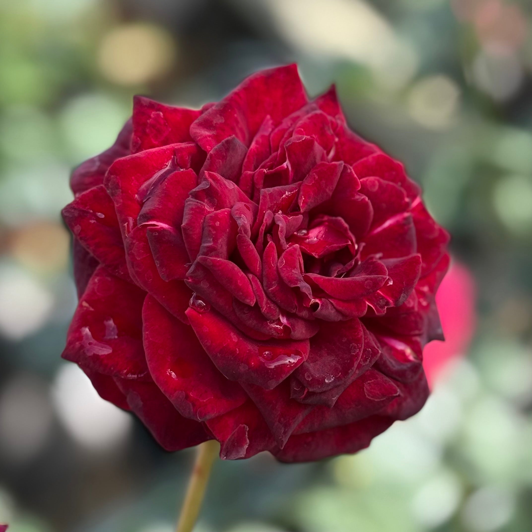 Black Magic® Potted Rose Bush