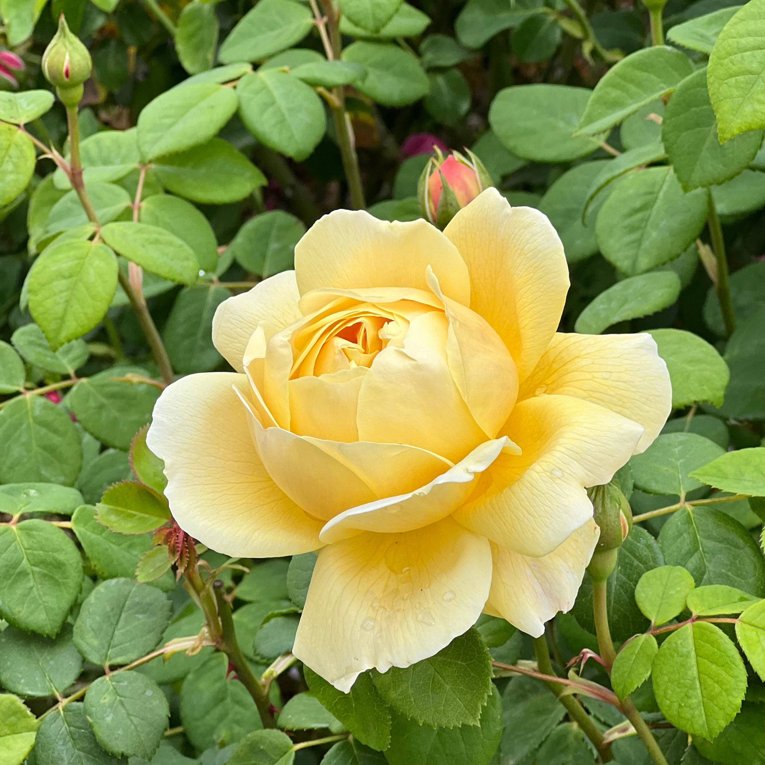 David Austin® Golden Celebration® Potted Climbing Rose