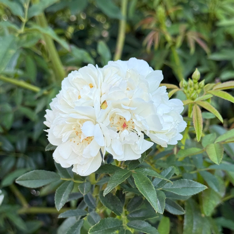 Purezza Banks Potted Climbing Rose