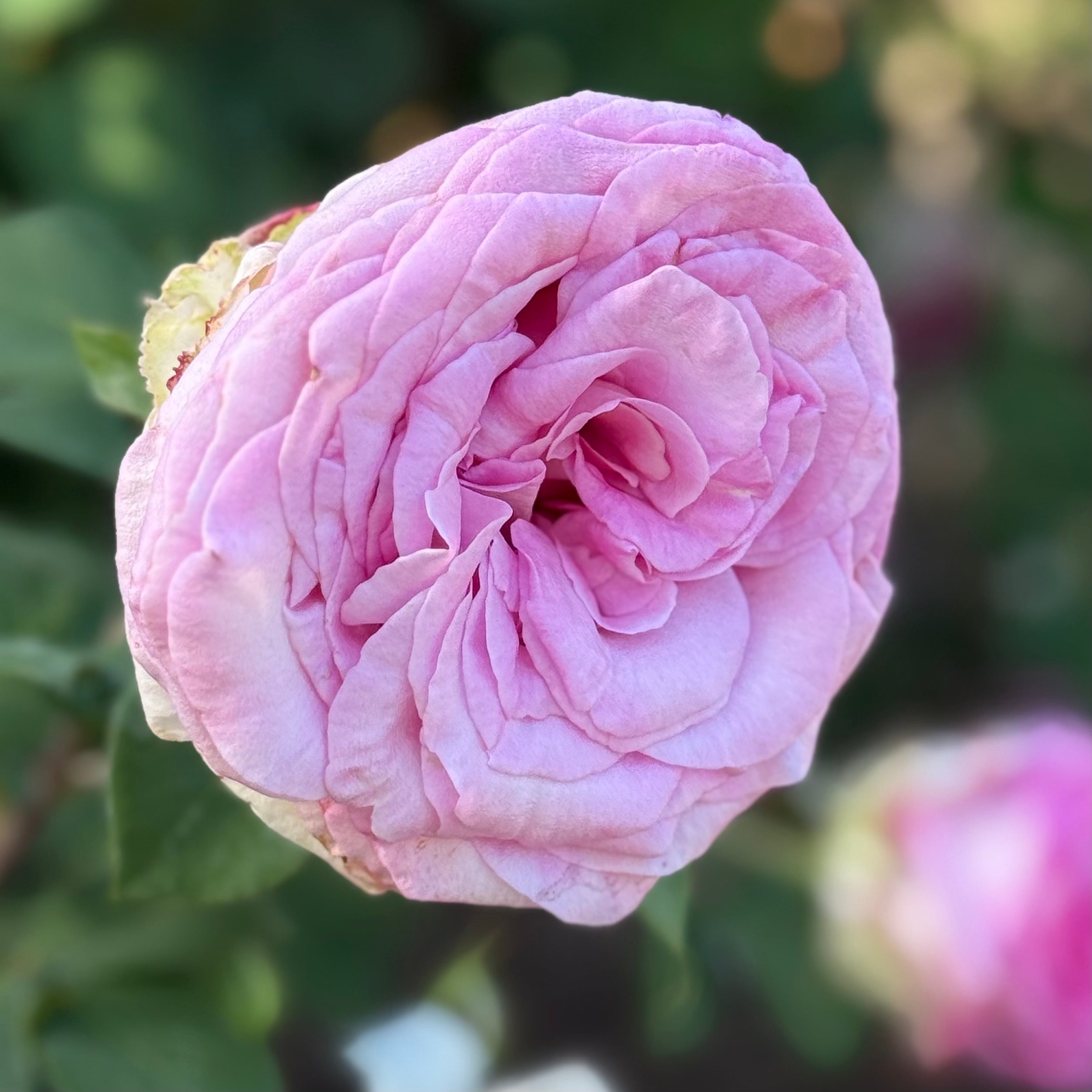 Eleganza® Beverly™ Potted Rose Bush