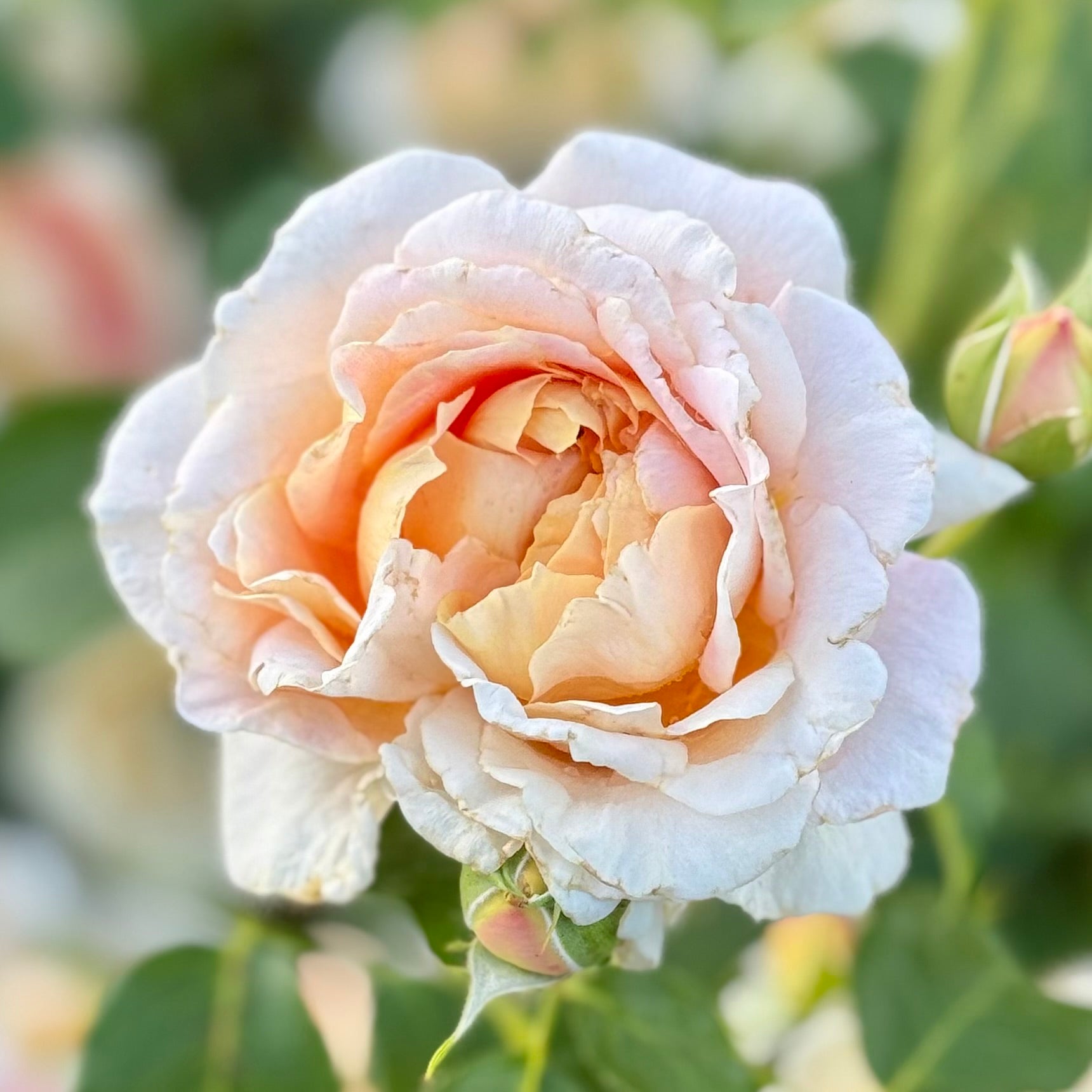 Fun in the Sun™ Potted Rose Bush