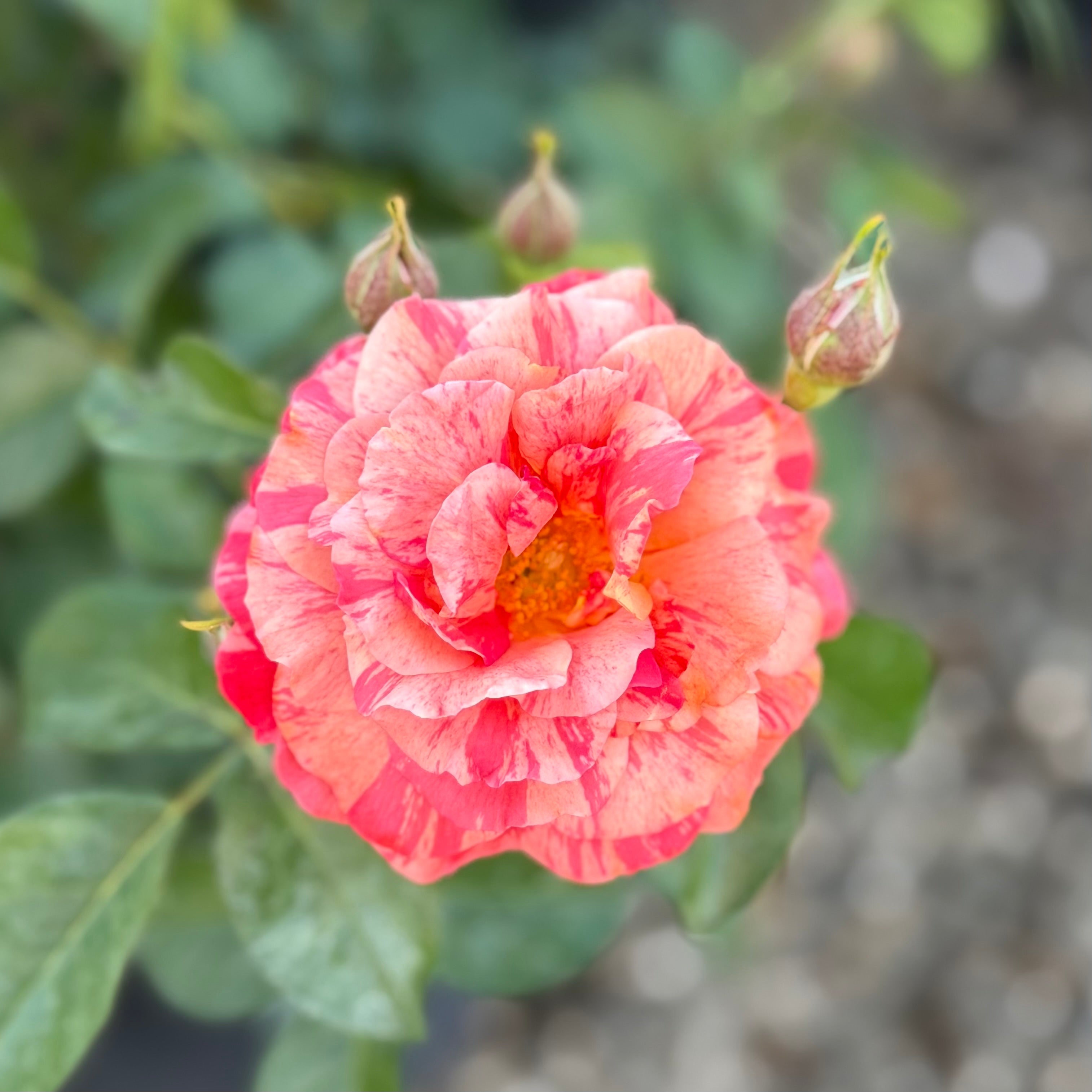 Frida Kahlo® Potted Rose Bush