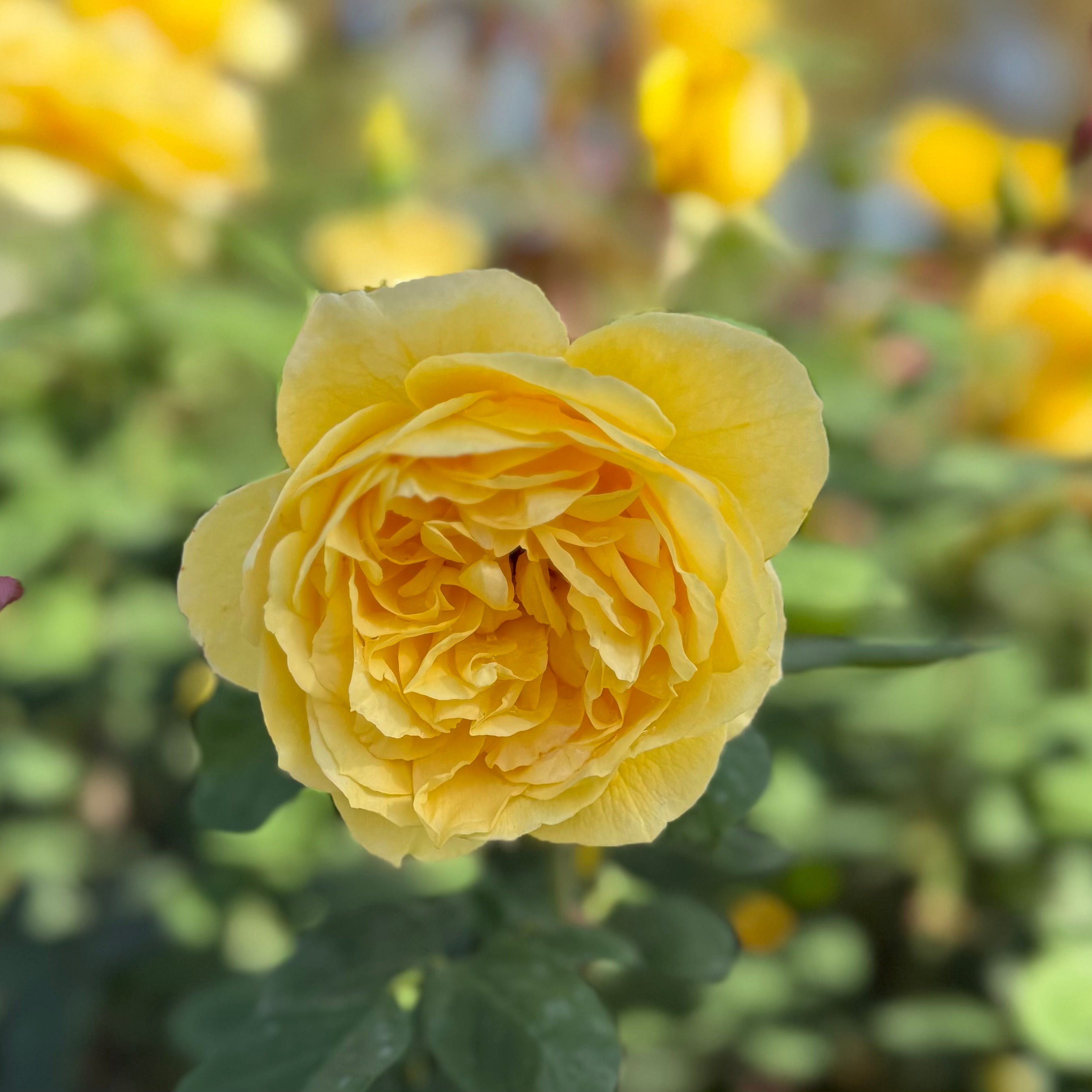 Ch-Ching® Potted Rose Bush