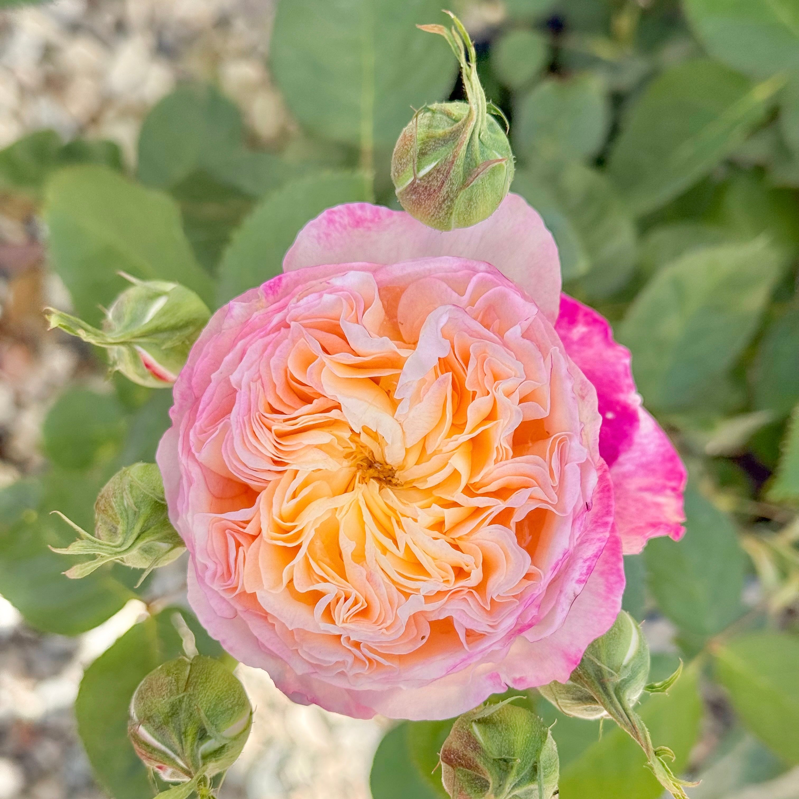 Living the Dream™ Bare Root Rose Bush