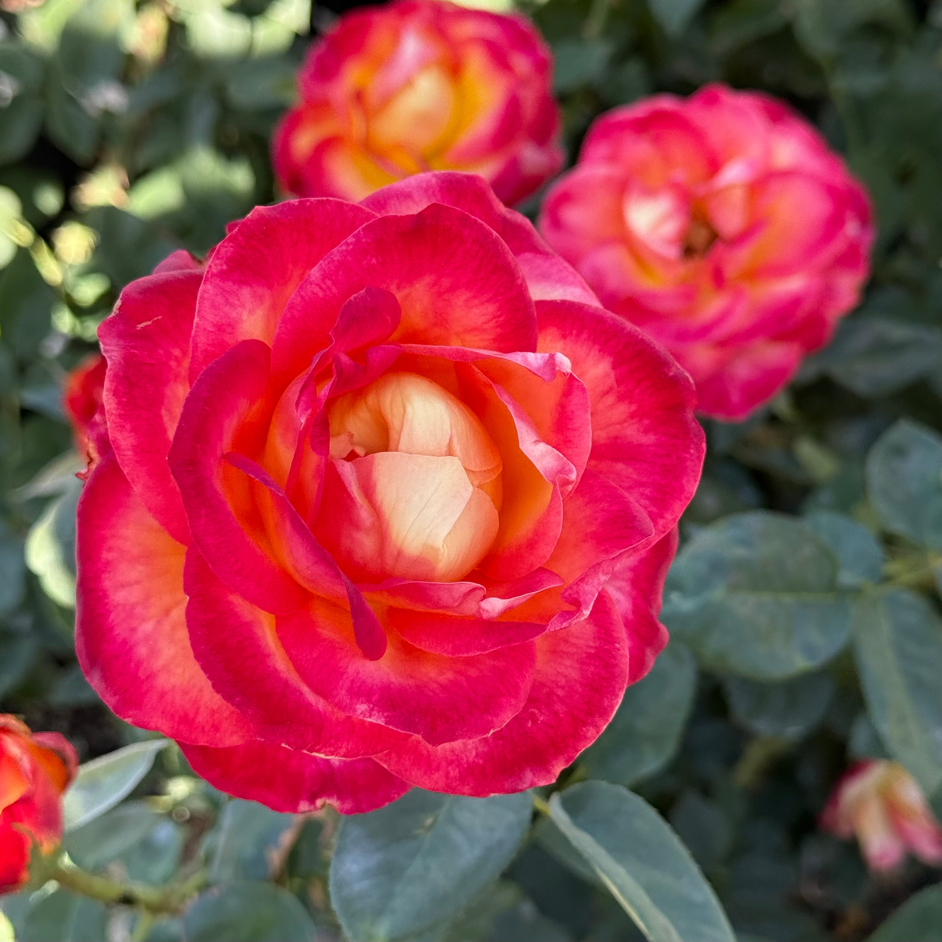 Perfect Moment™ Potted Rose Bush