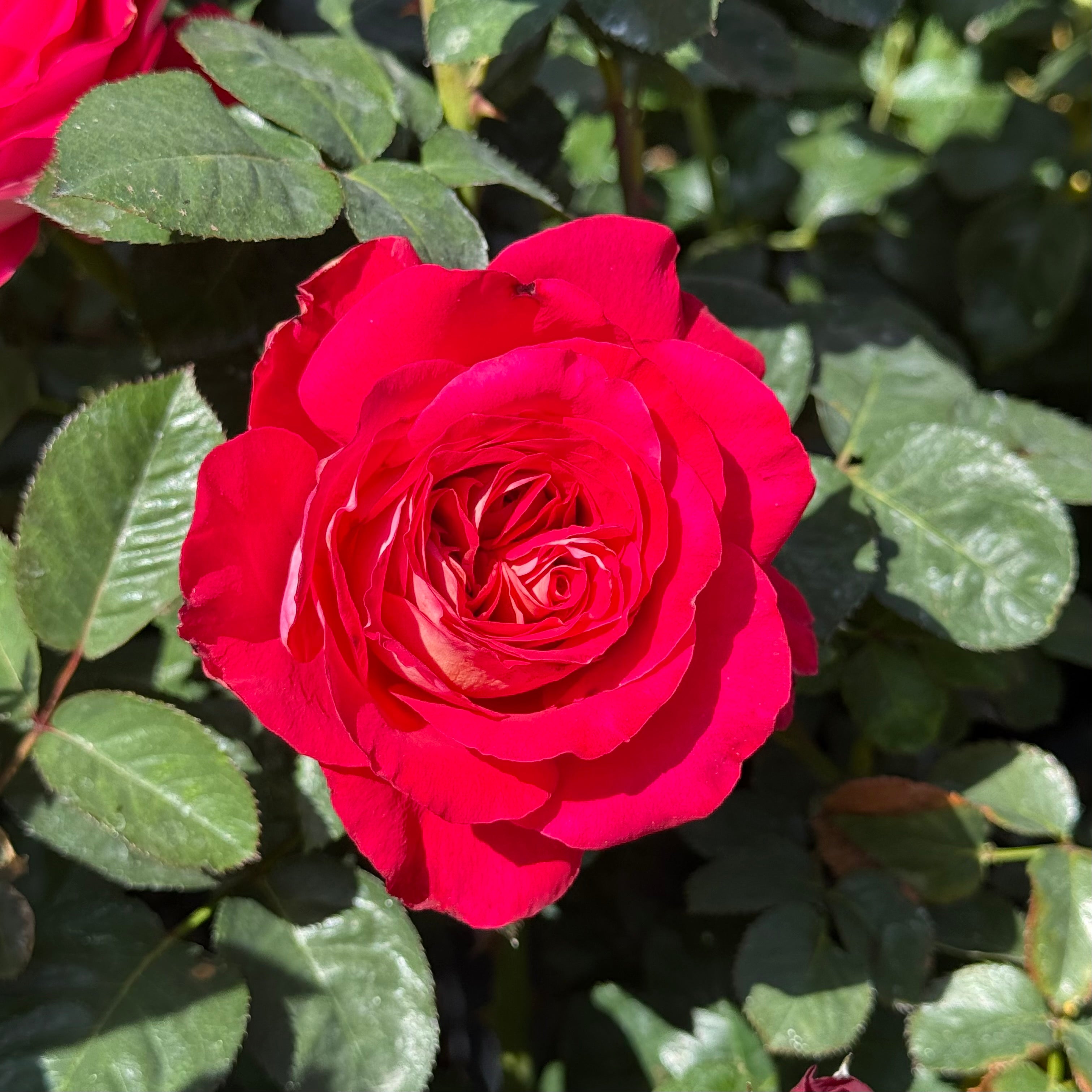 Gypsy Carnival ™ Potted Rose Bush