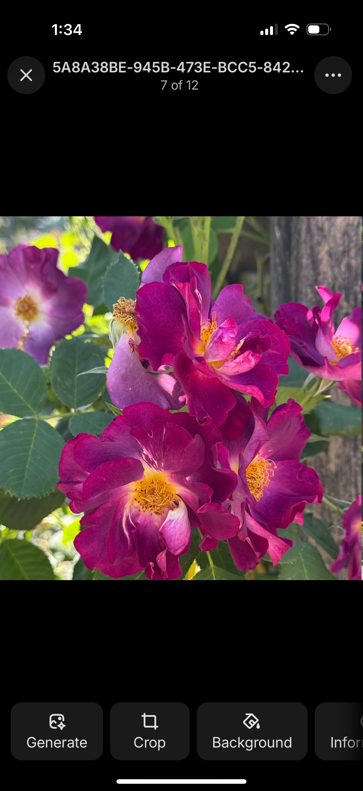 Burgundy Iceberg Potted Rose Bush