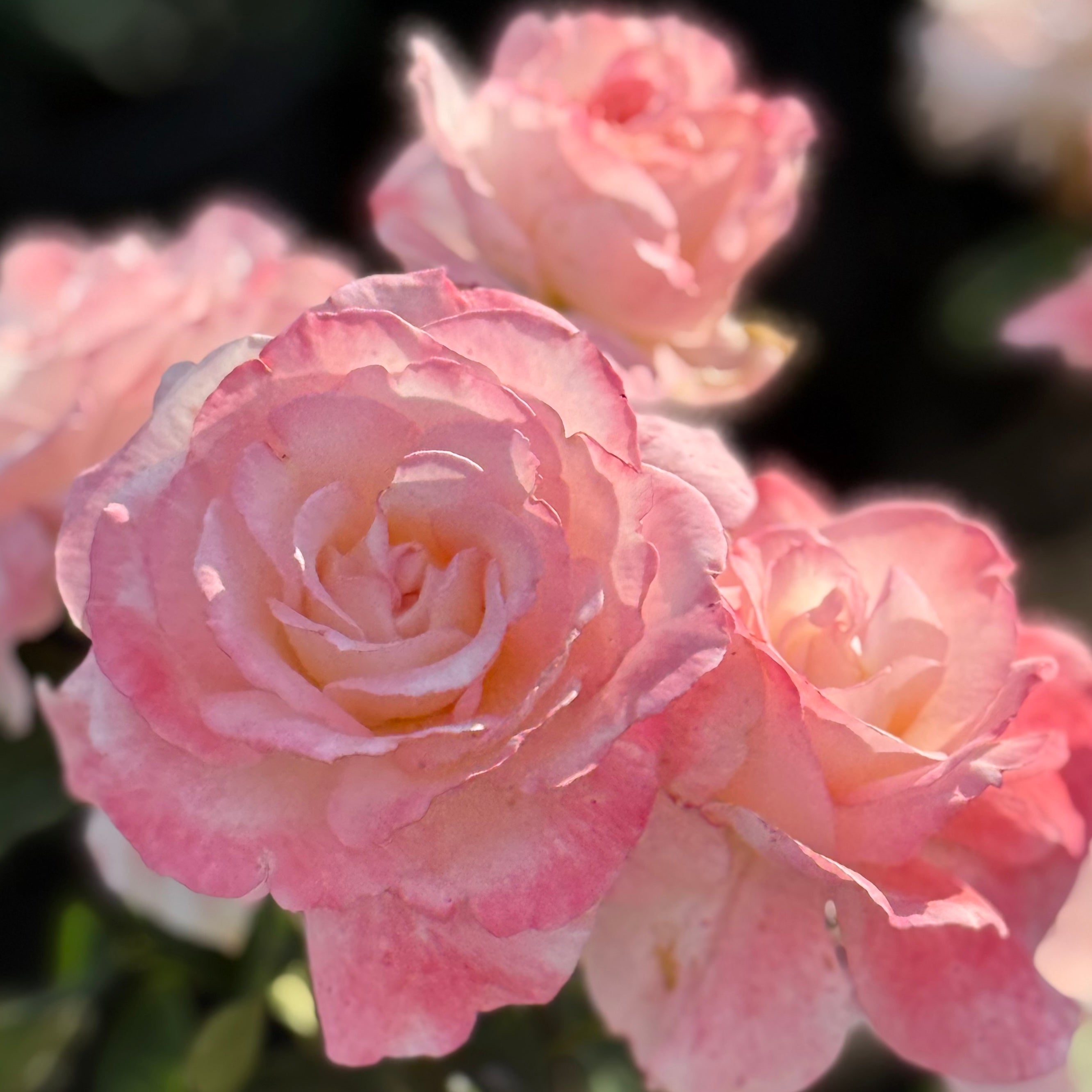Secret™ Bare Root Rose Bush