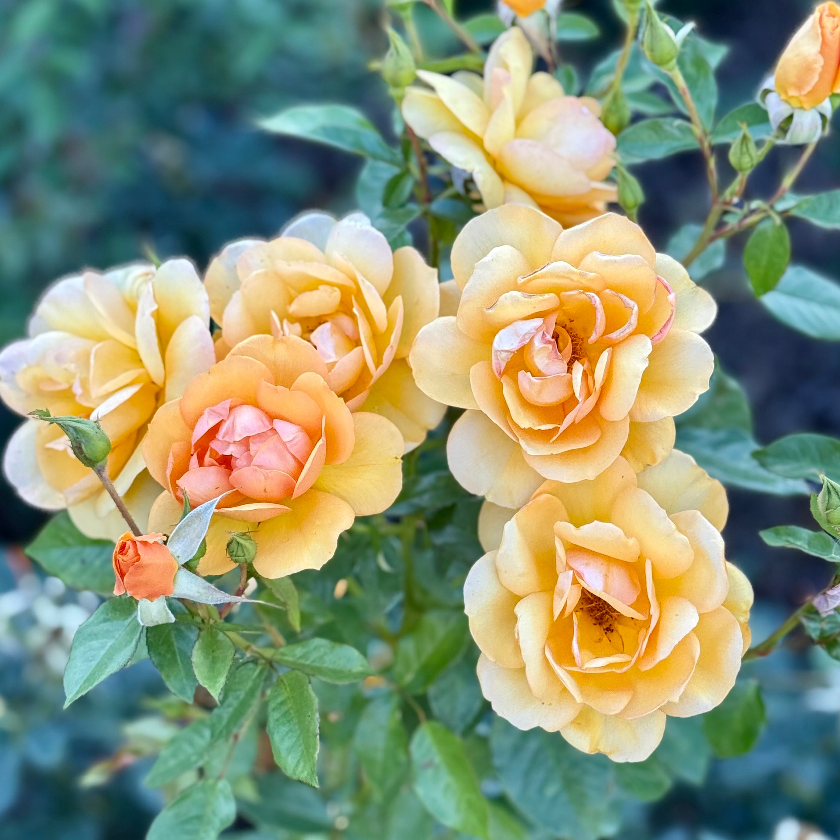 Sunbelt® South Africa® Potted Rose Bush
