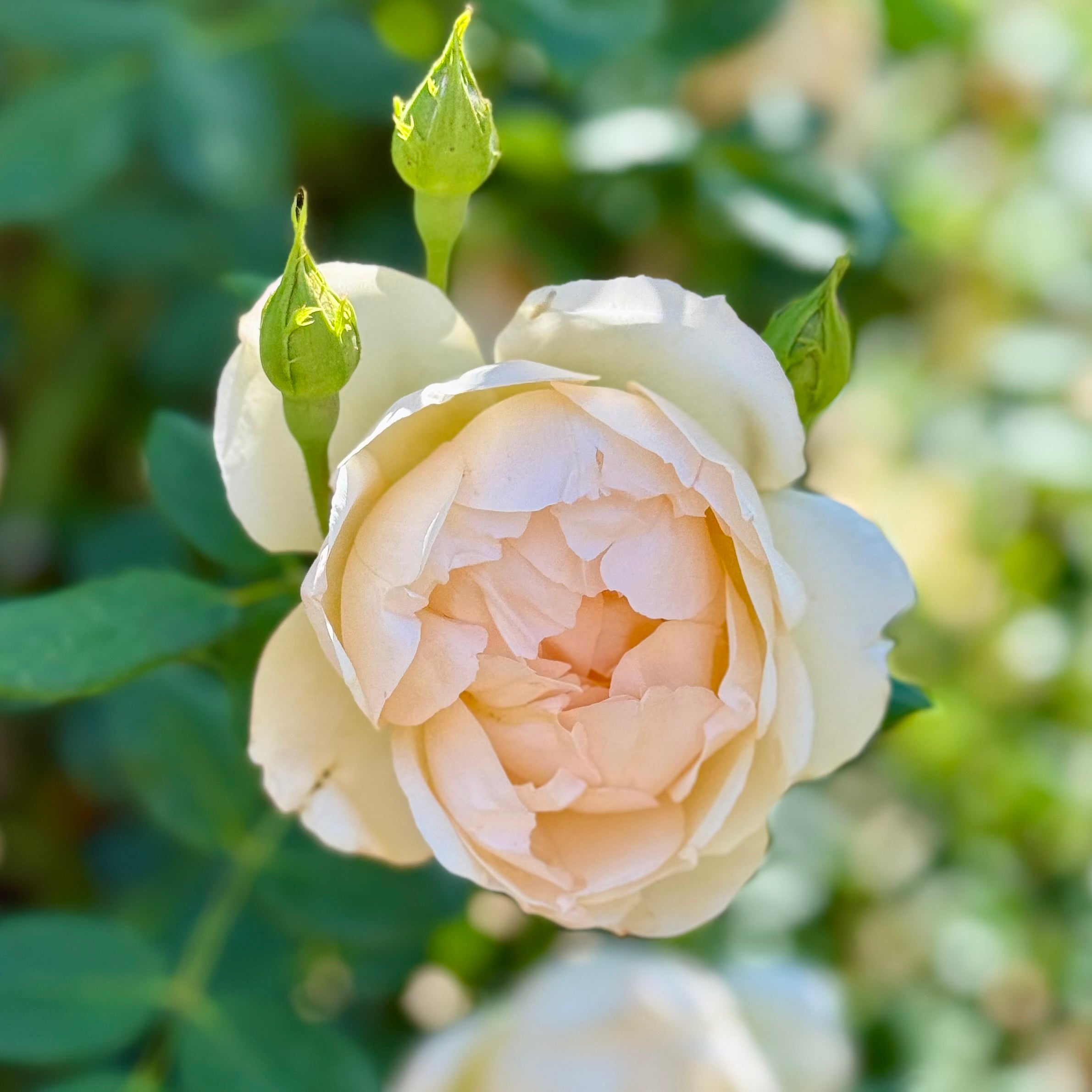 David Austin® Wollerton Old Hall® Potted Climbing Rose