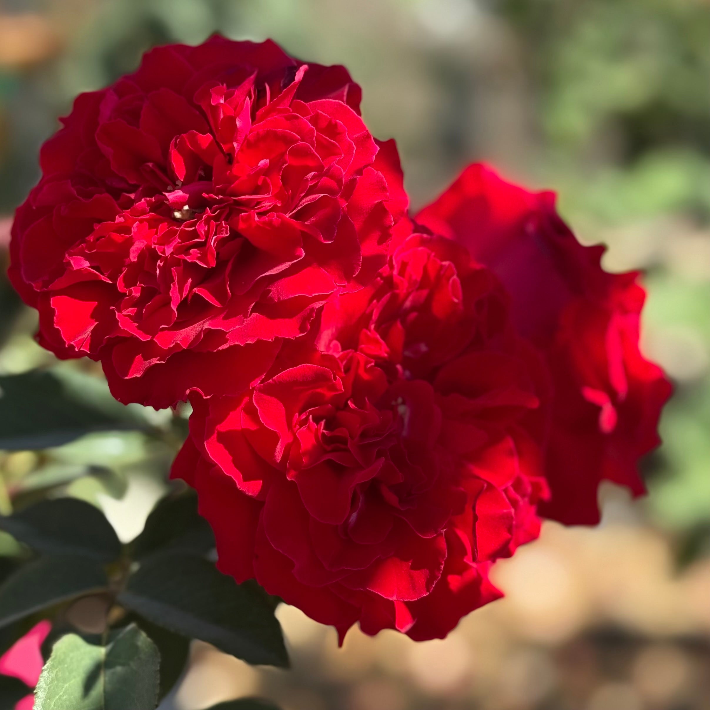 Dancing in the Dark™ Potted Rose Bush