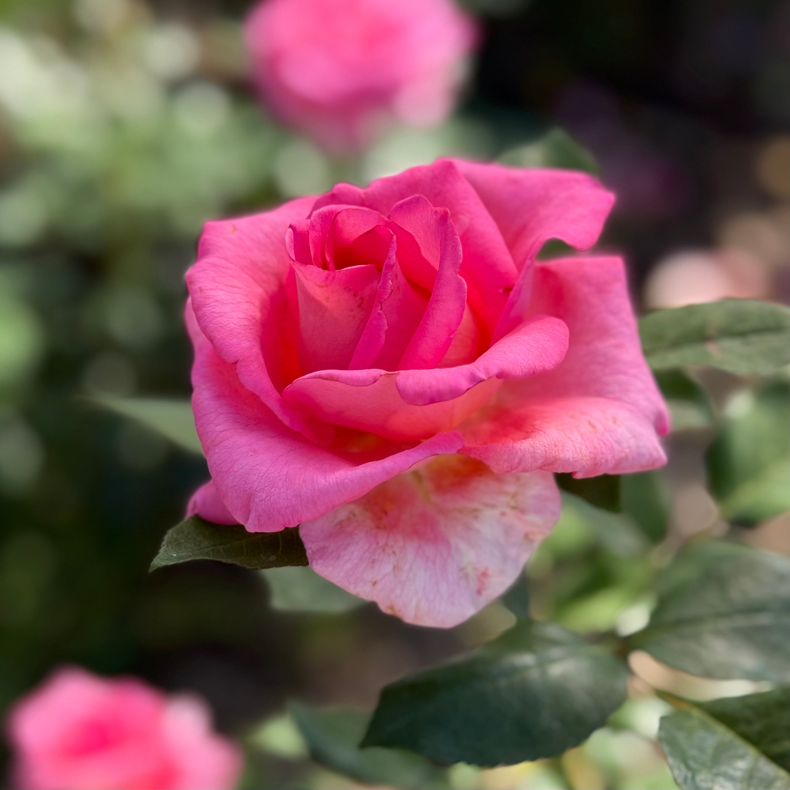 Barbra's Baby™ Potted Rose Bush
