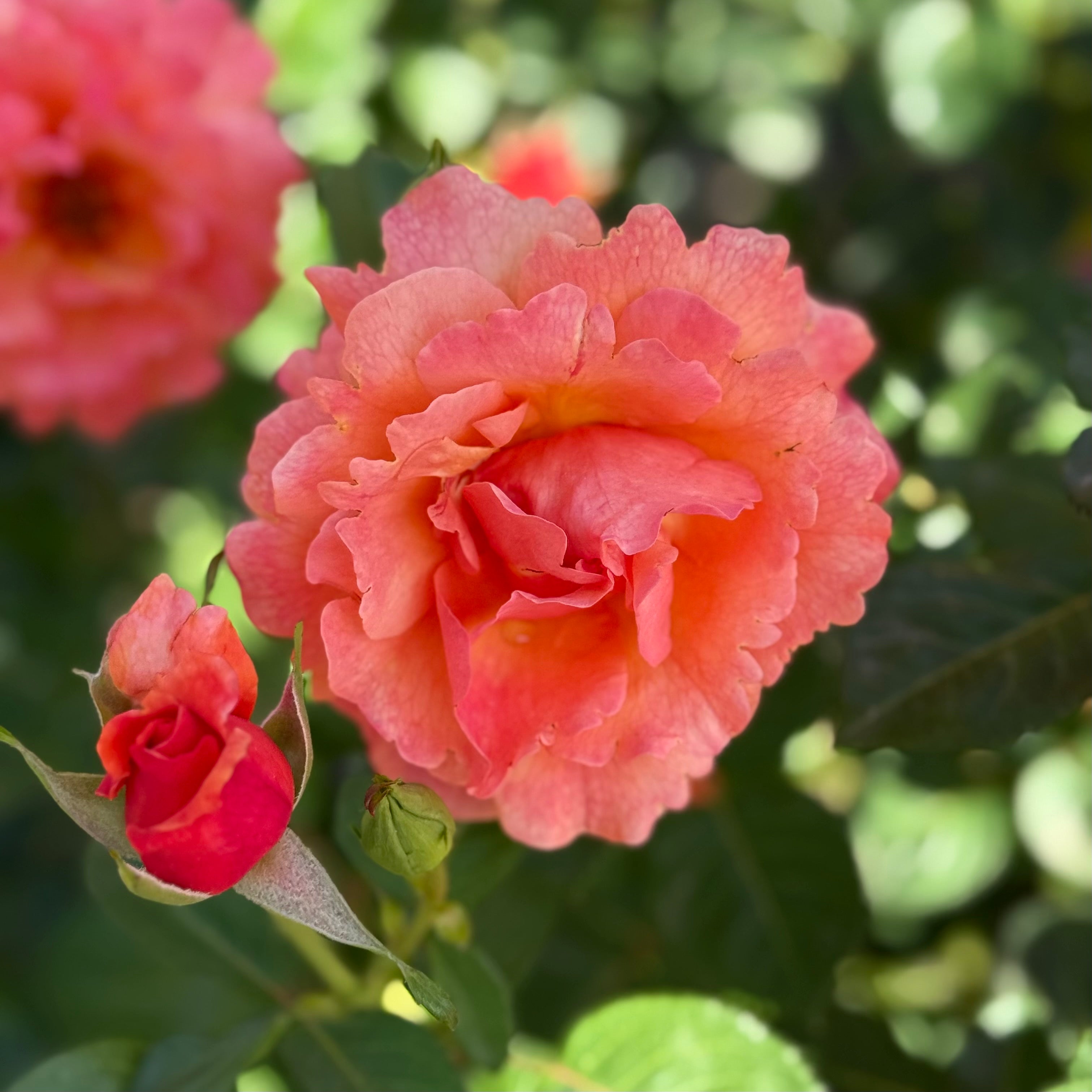 Easy Does It® Potted Tree Rose