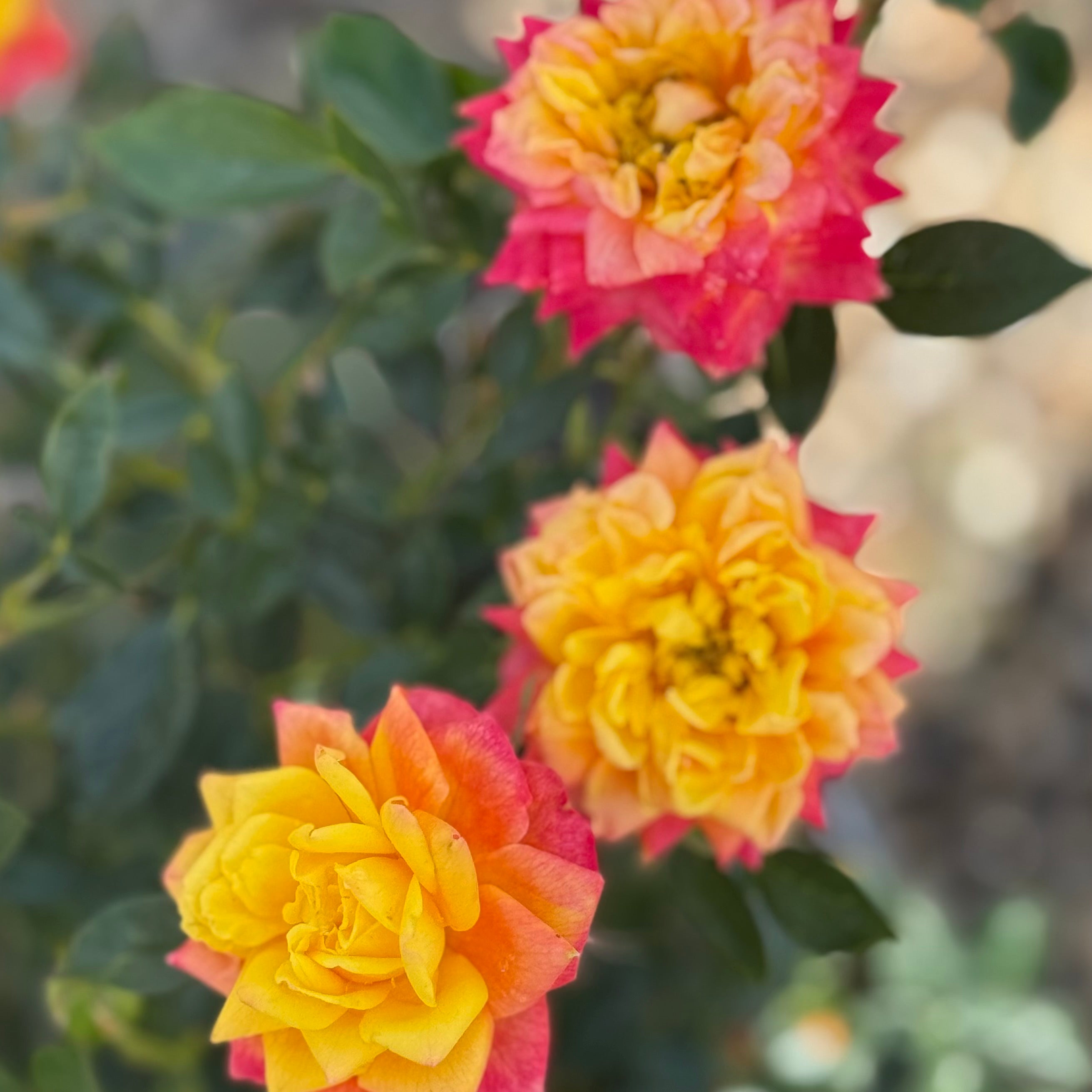 Rainbows End™ Potted Rose Bush